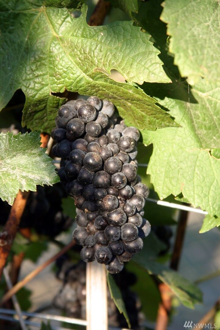 Property Photo:  415 Karma Kanyon Dr  WA 98816 