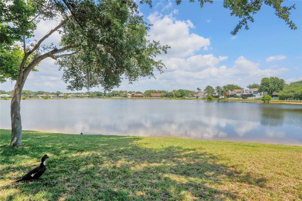 Property Photo: 8625 Boysenberry Drive FL 33635