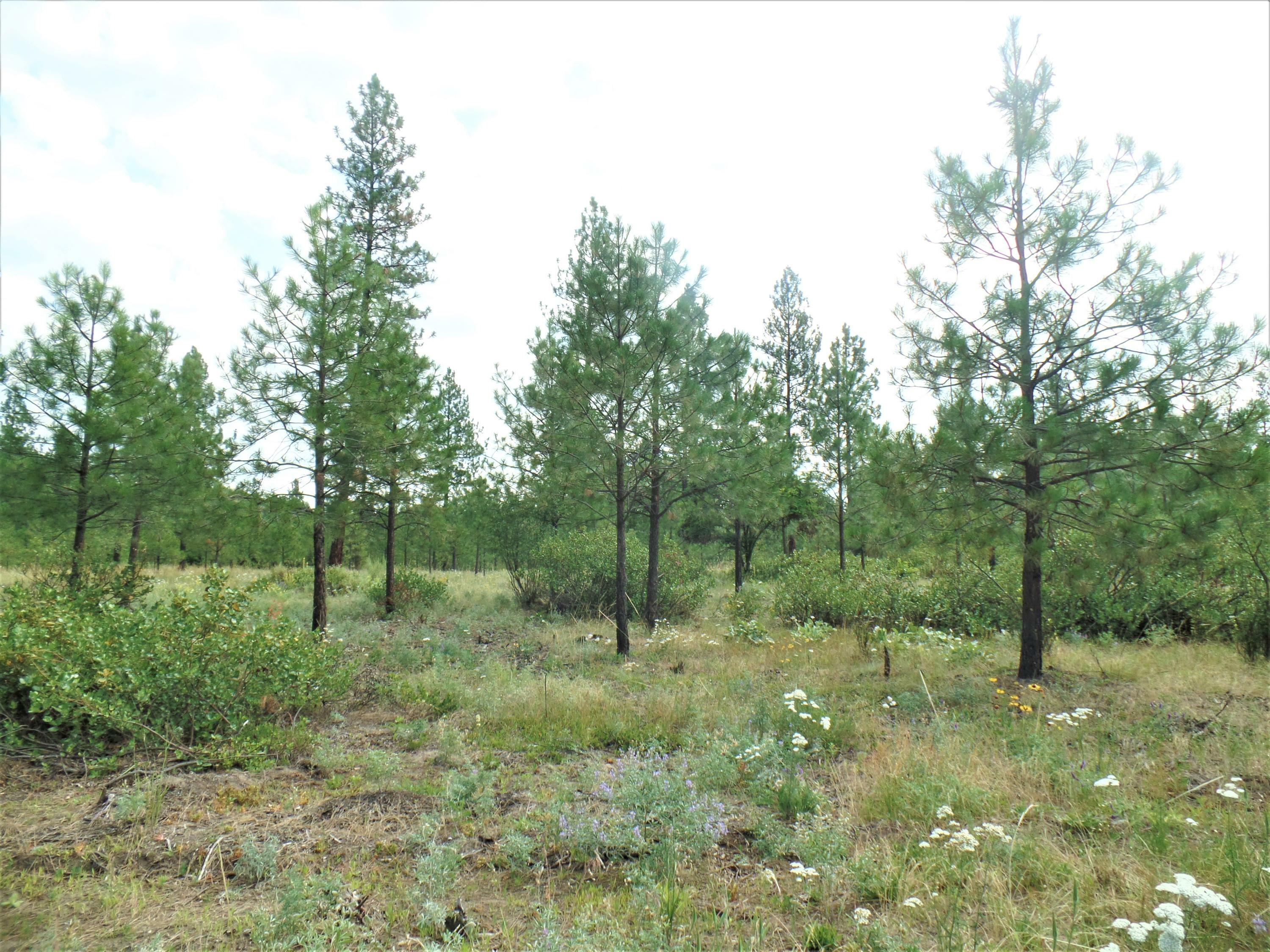 Property Photo:  Lot 112 Old Kettle Rd  WA 99141 