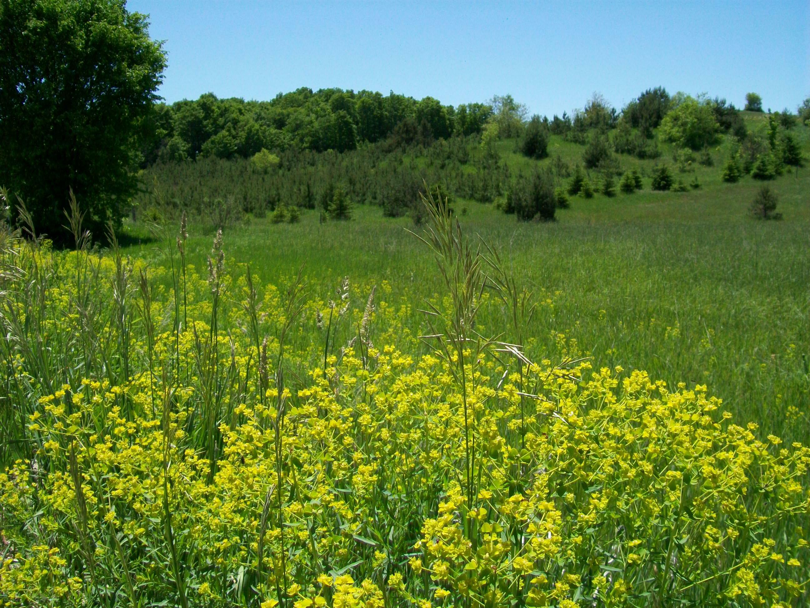 Property Photo: 000 Afton Road MI 49799