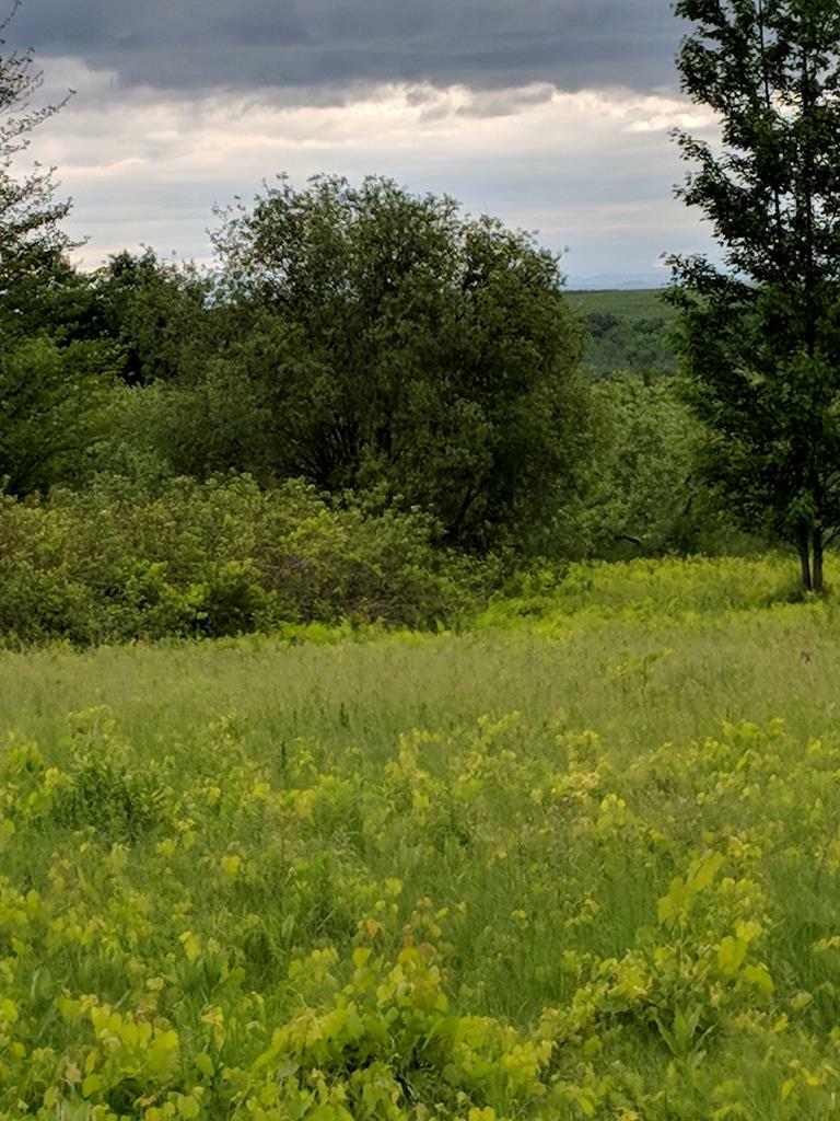 Property Photo: 00 Calkins Road NY 12972