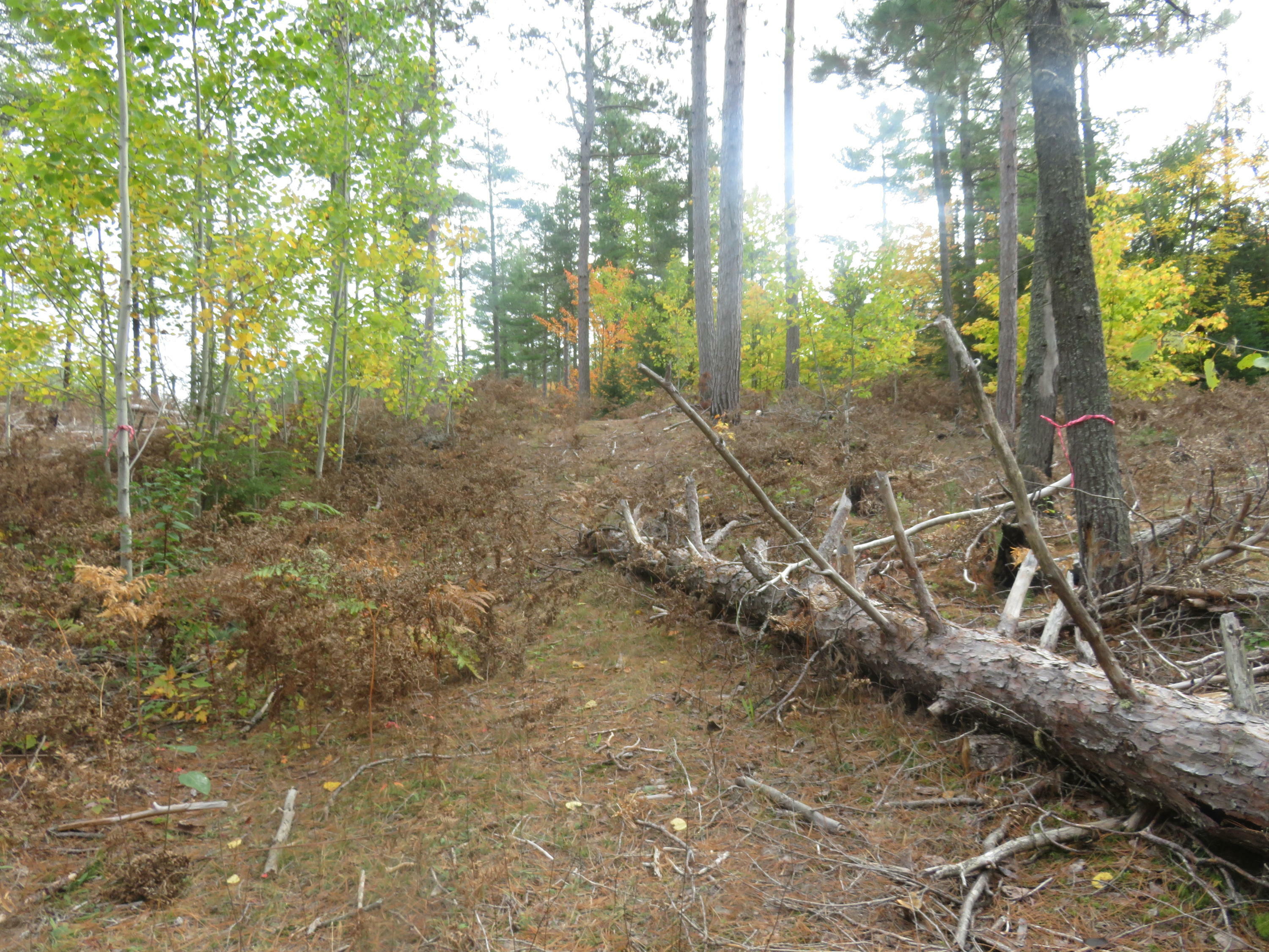 49/9 S-29 Co Rd 435 Trail  Newberry MI 49868 photo
