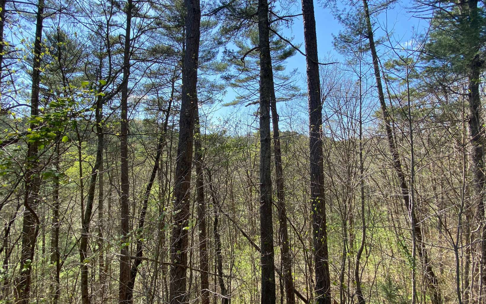 Property Photo:  Lt 95 Cedar Road  GA 30540 