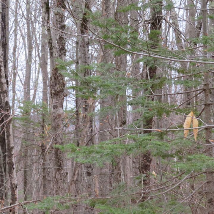 Property Photo:  Lot #9 Lot #10 Neal Hill Road  NH 03816 