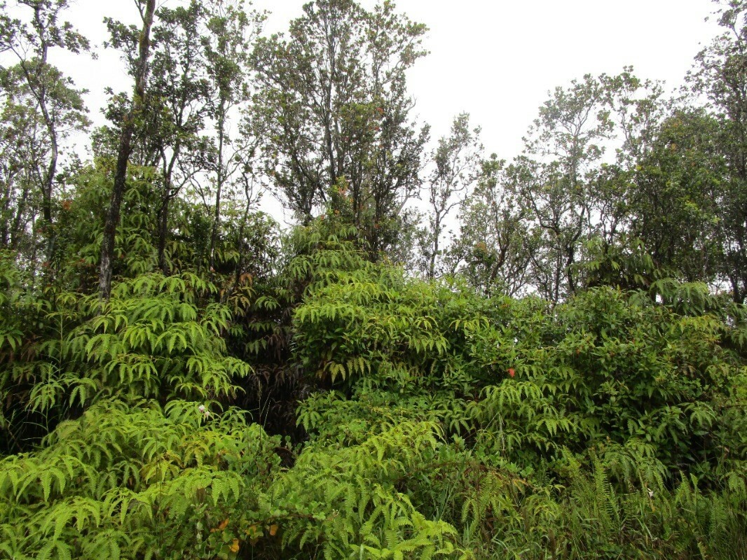 Property Photo:  Alaula St  HI 96785 
