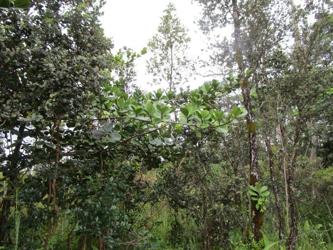 Property Photo:  16th Ave (Laau Paina)  HI 96749 