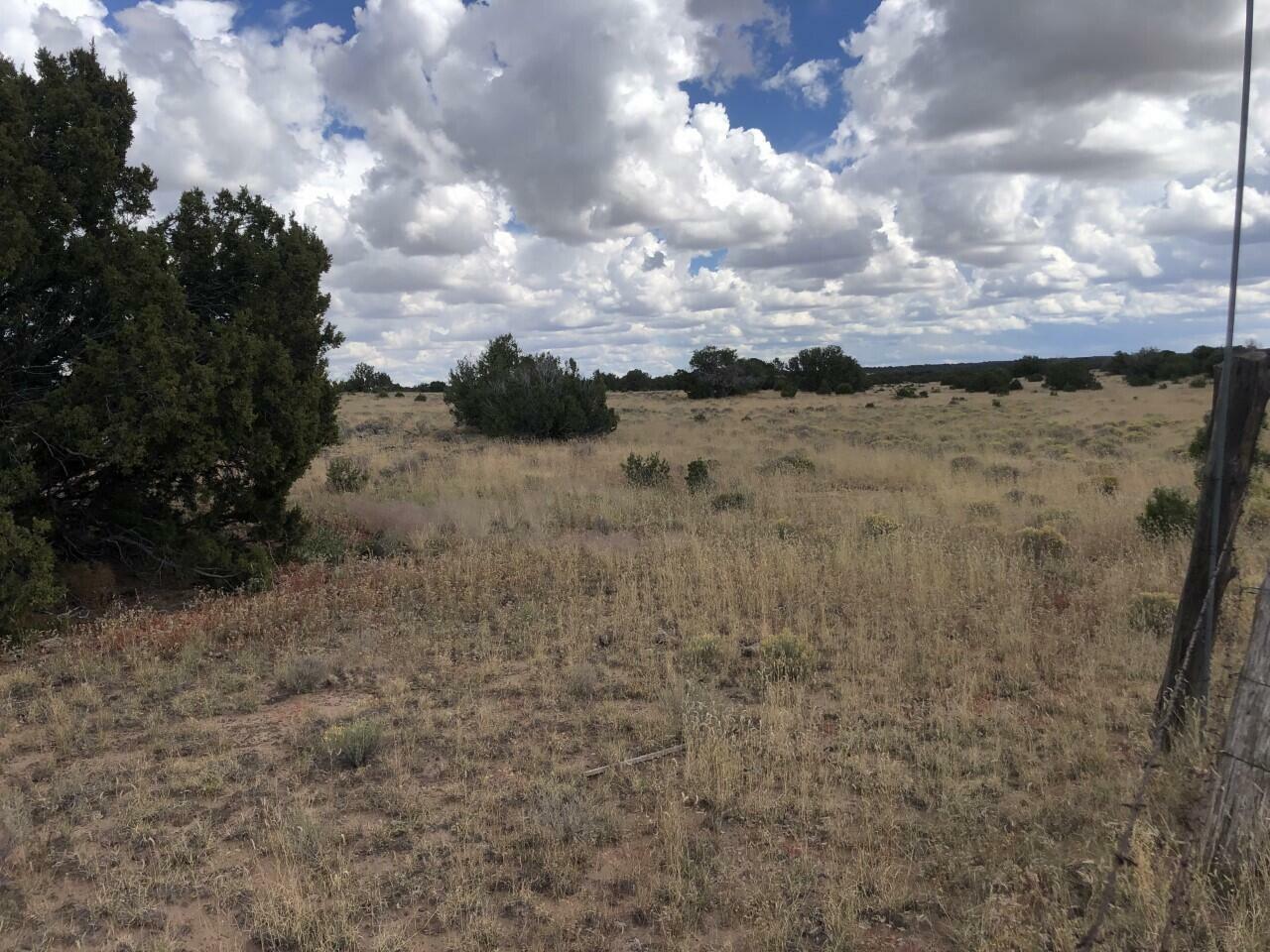 Property Photo:  Off Hwy 36 Fence Lake Lot 60  NM 87315 