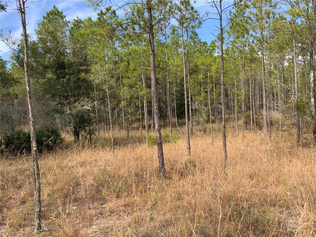 Property Photo:  Tbd N US Hwy 129 Highway  FL 32619 