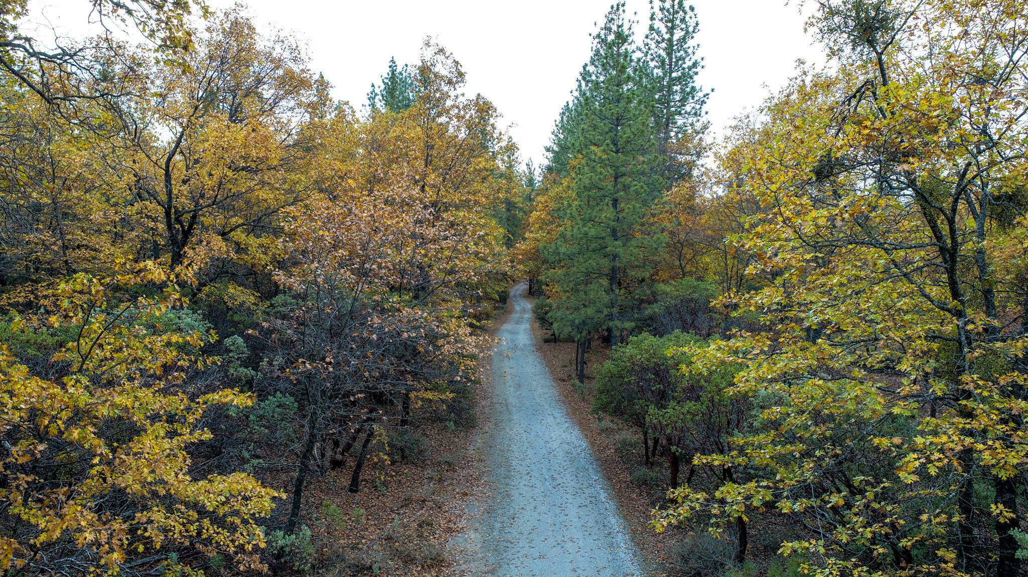 000 Lazy Mountain Way  Shingletown CA 96088 photo