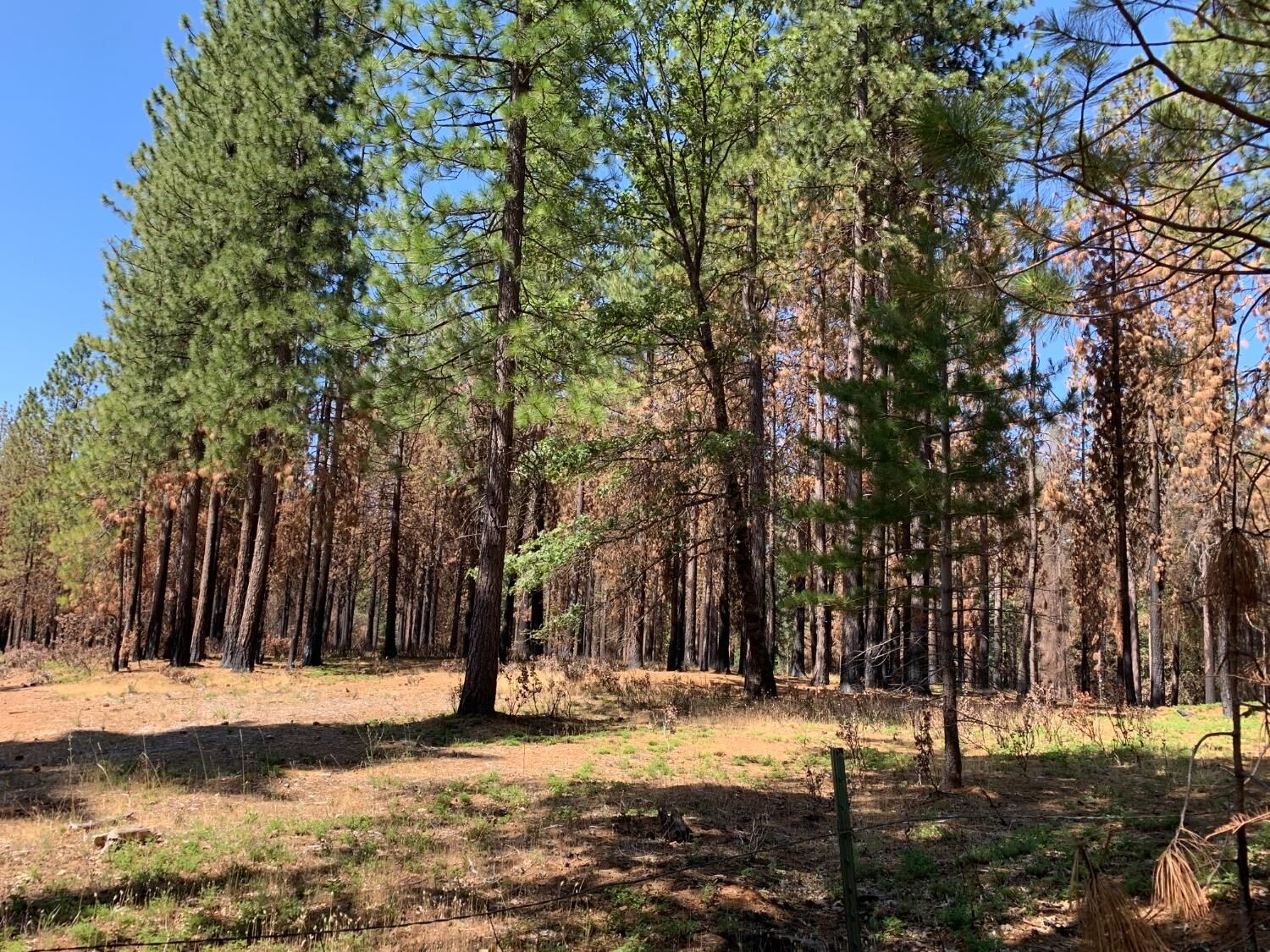 Property Photo:  10 Acres Huggy Bear Lane  CA 95636 