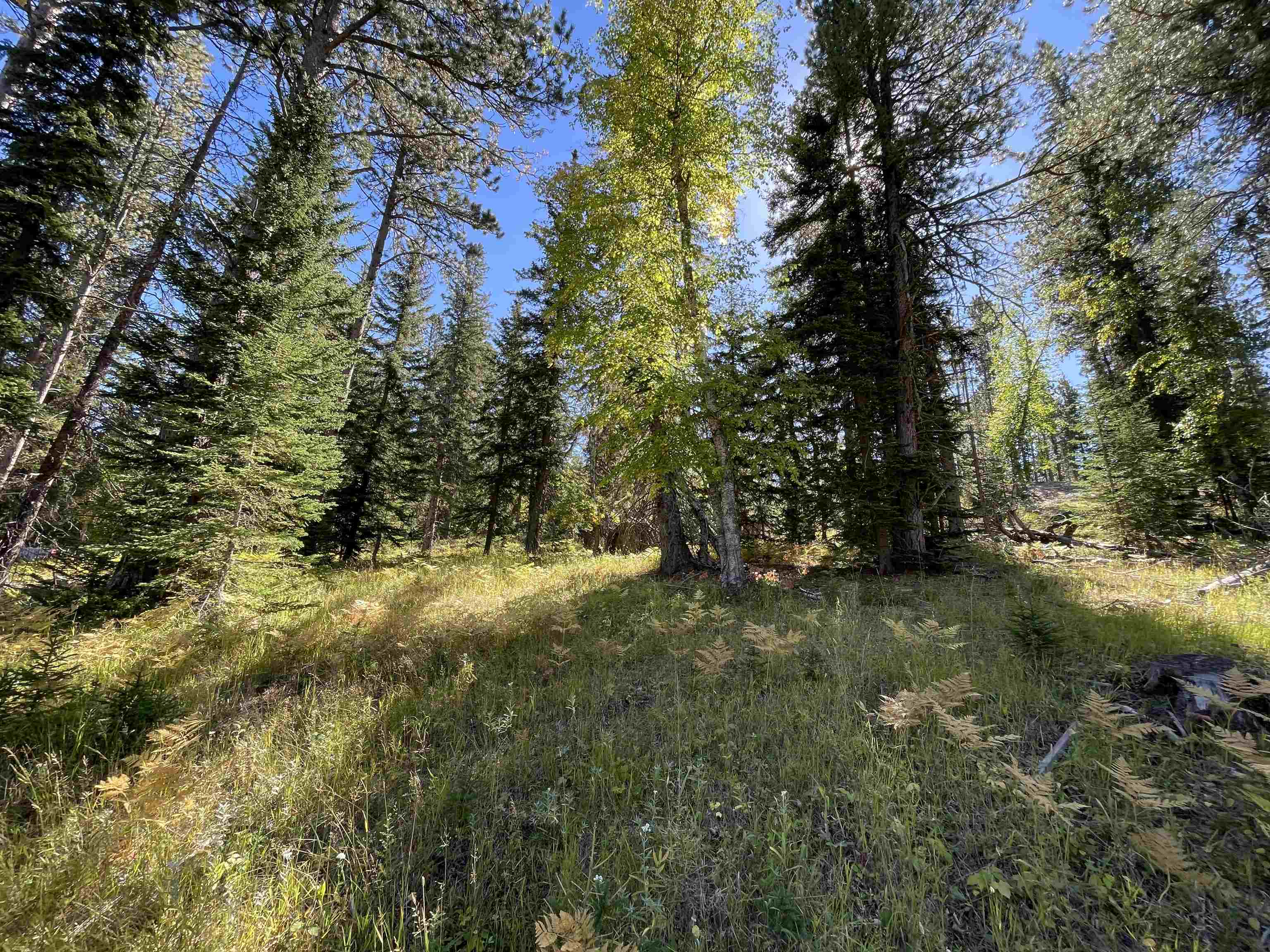 Property Photo:  Lot 42 Woodland Springs Road  SD 57754 