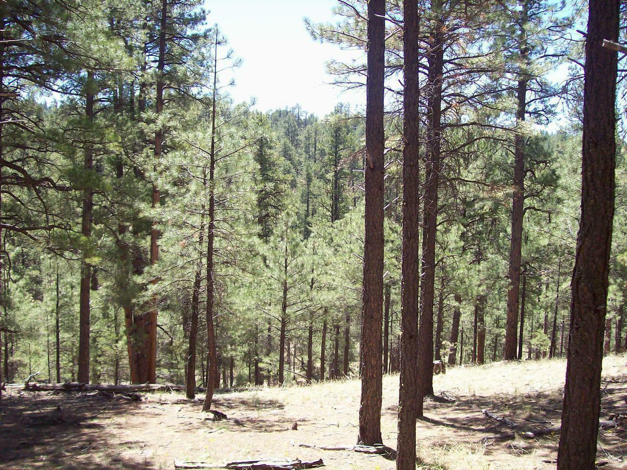 Property Photo:  2A Coconino Forest Serv Rd. 137A  AZ 86024 