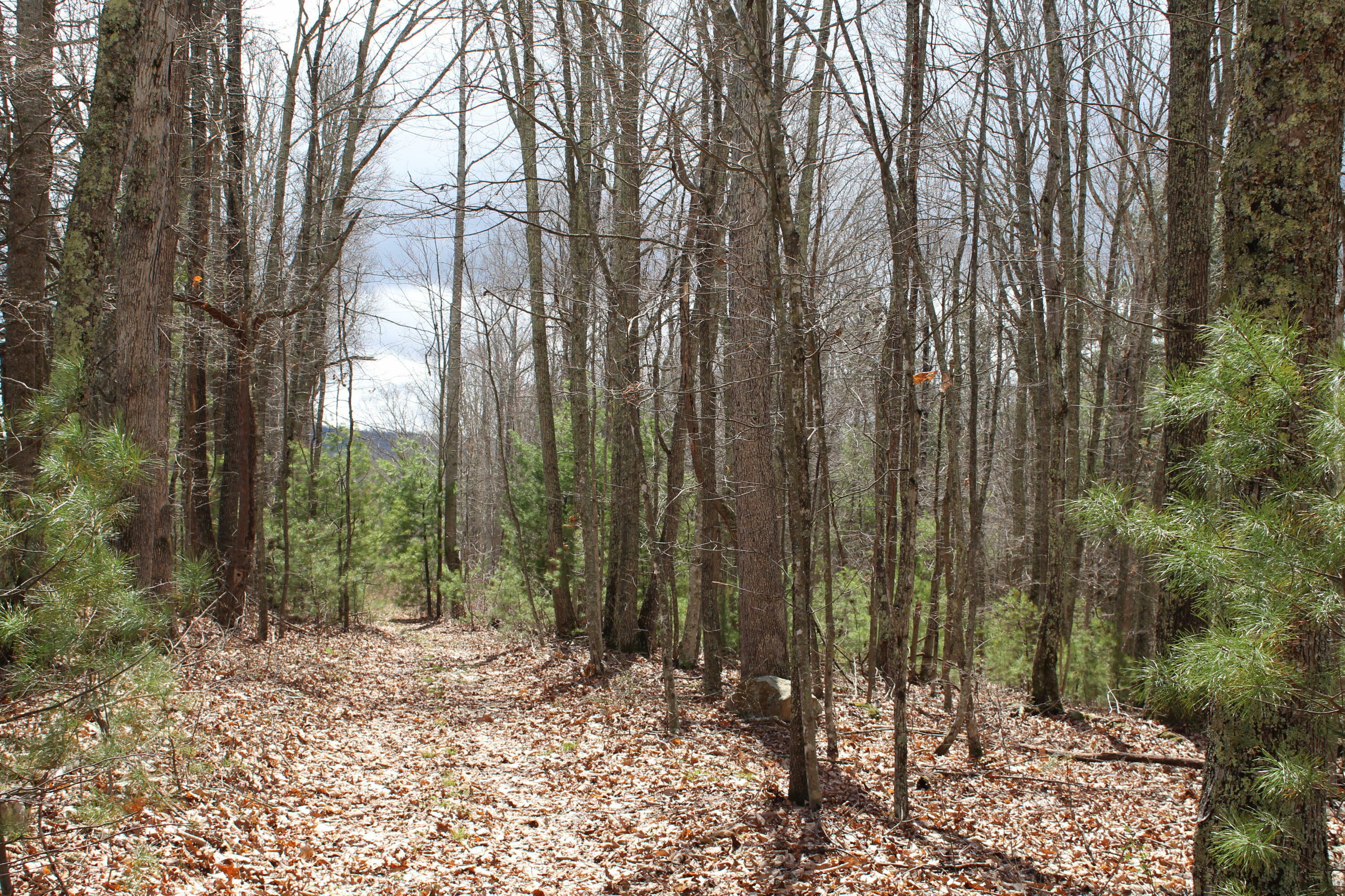 Property Photo:  War Ridge Rd  WV 24985 