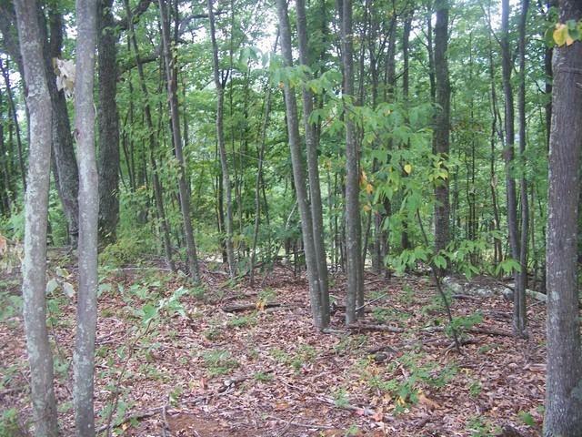 Property Photo:  Lot #40 Lynn Lick Lane  WV 24986 