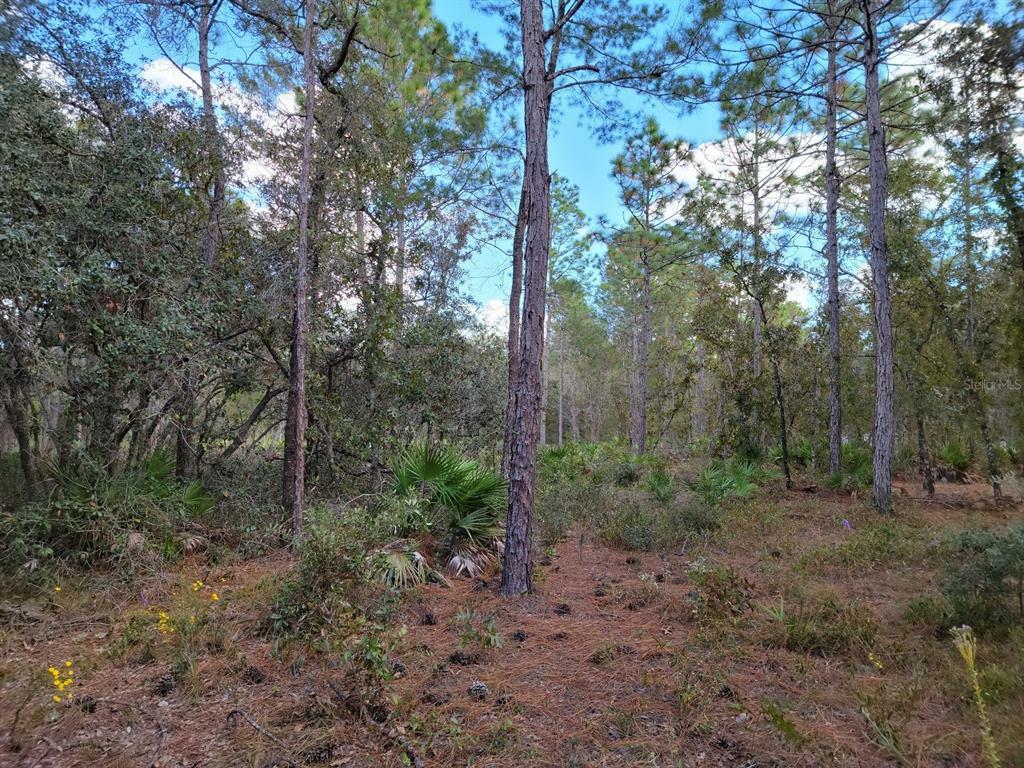 Property Photo:  Lot 21 Hardeman Junction  FL 34614 