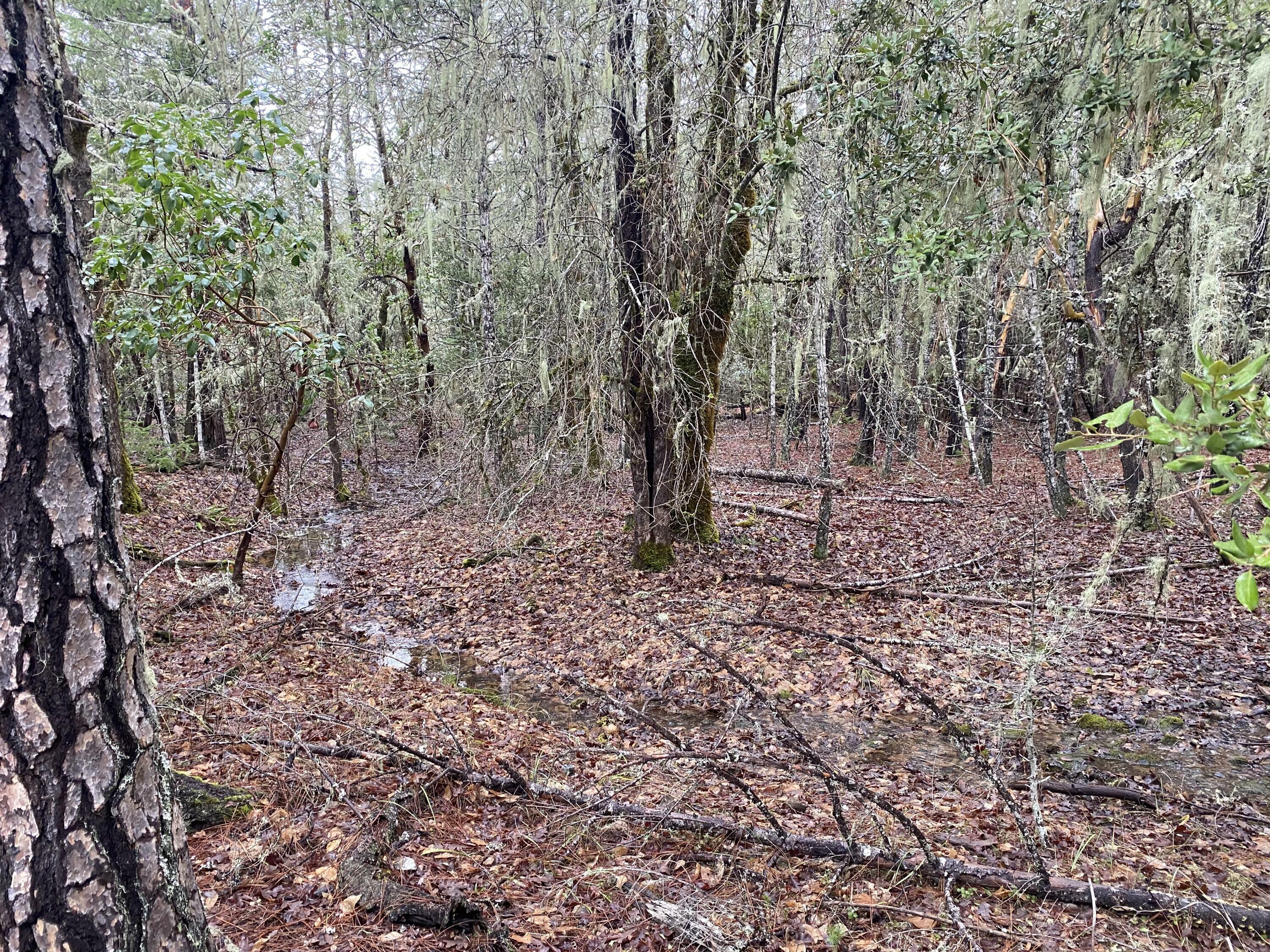 Property Photo: Jumpoff Joe Creek Road OR 97532