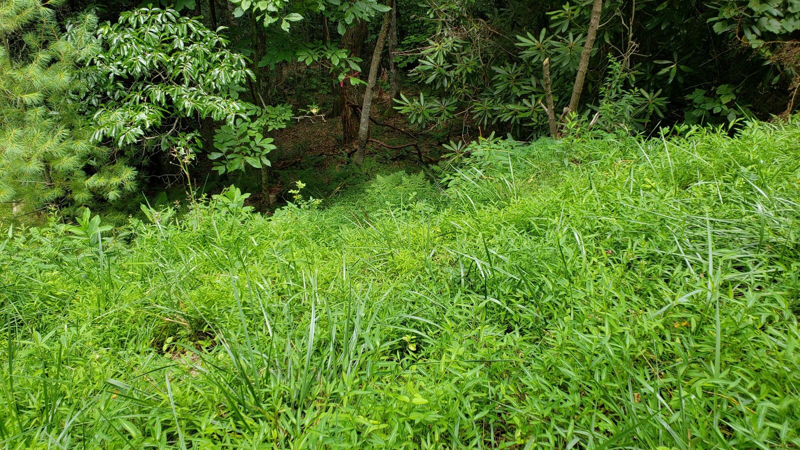 Property Photo: Tbd Browns Ridge Lane TN 37683