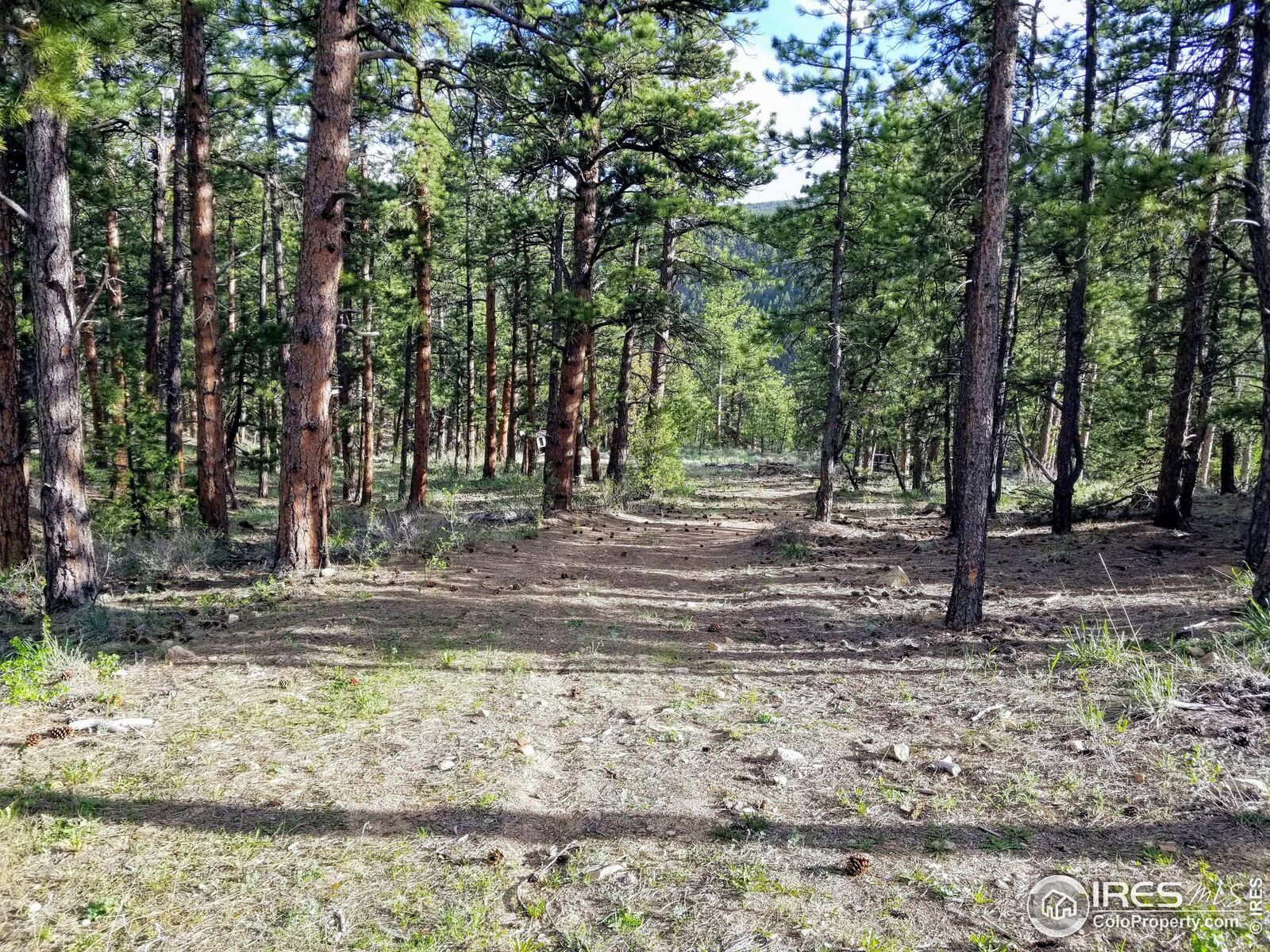 Property Photo:  49 Pine Dr  CO 80540 