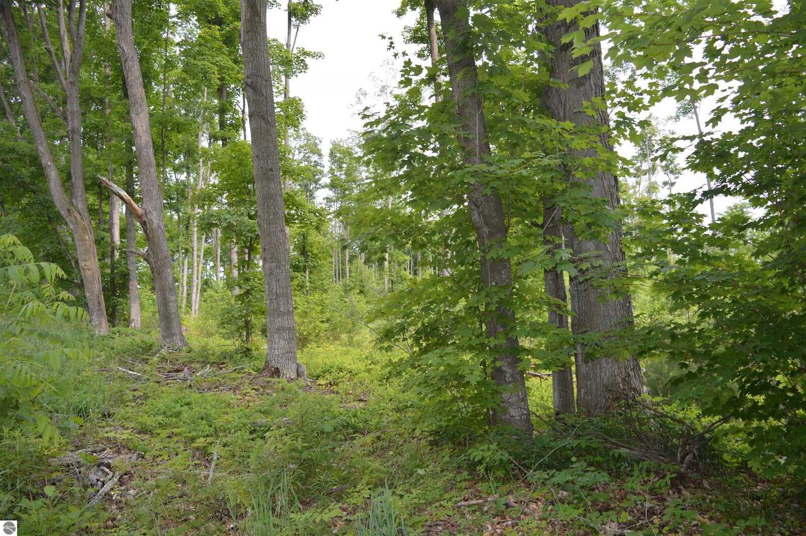 Property Photo: Sparling Road, E MI 49649