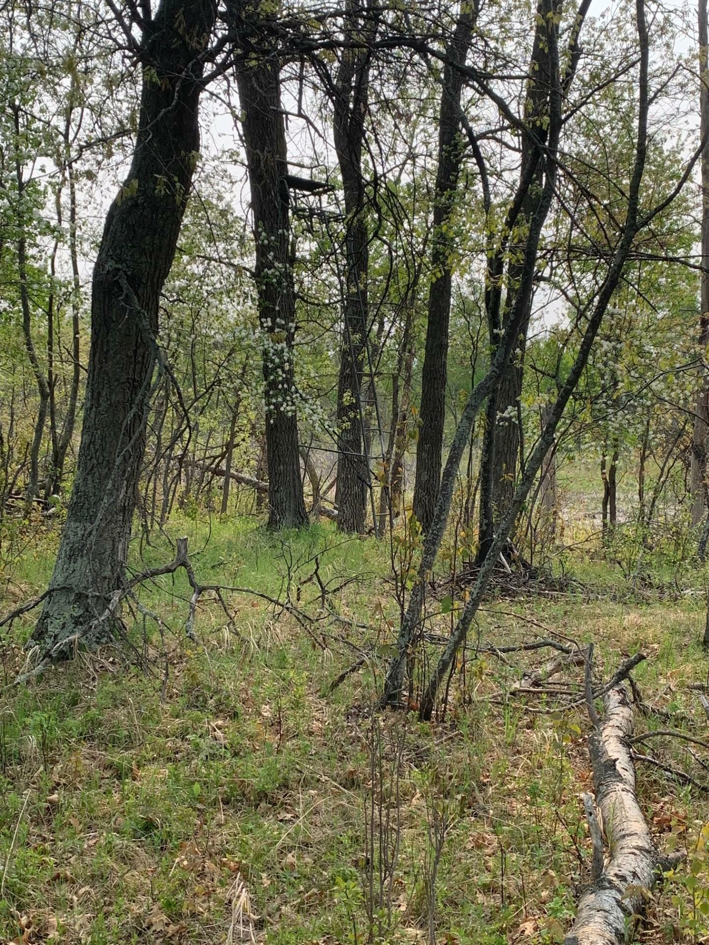 Property Photo:  Lot 5 Blk 1 Homestead Road  MN 56465 