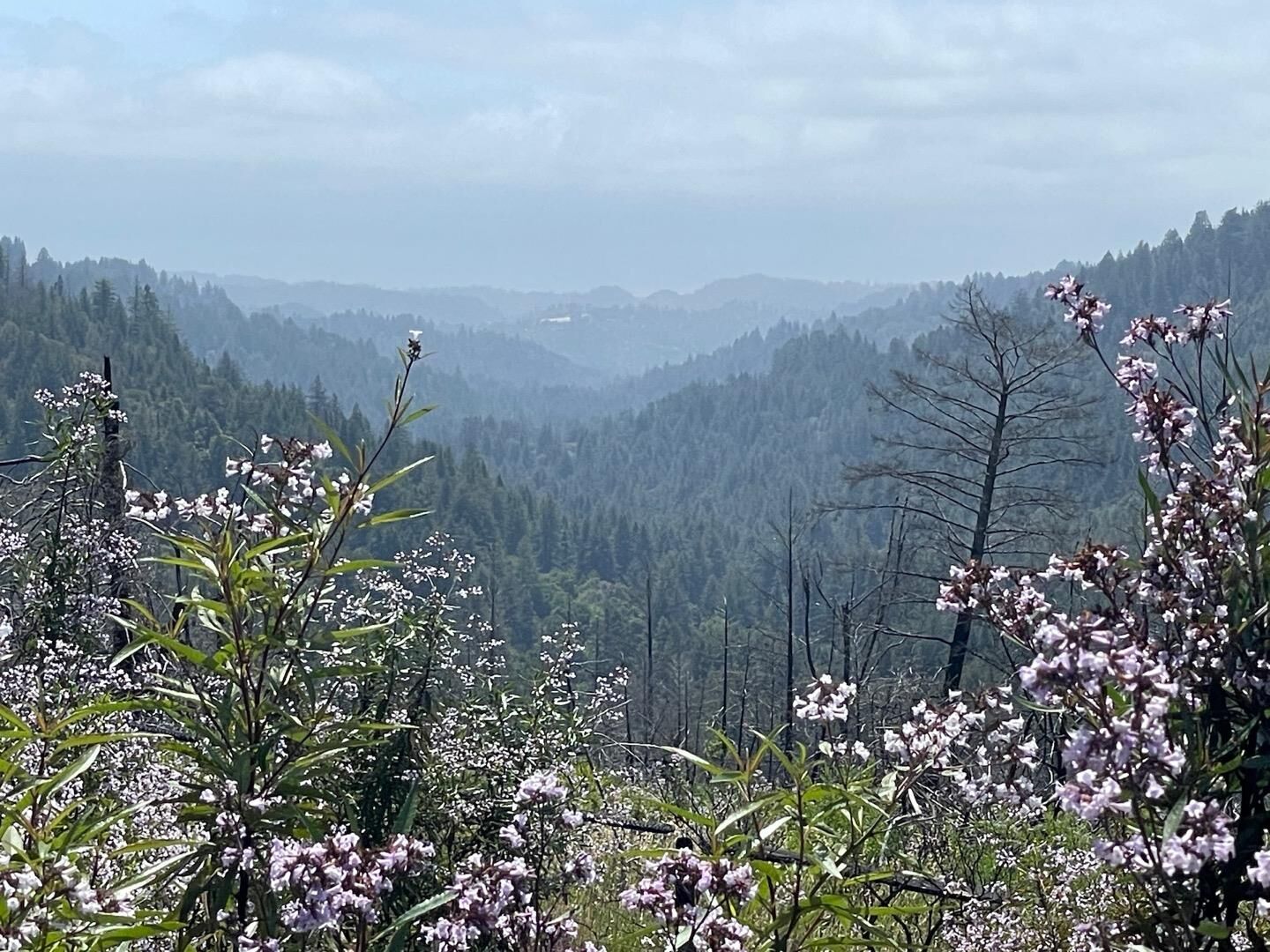 Property Photo:  1012 East Hilton Drive  CA 95006 