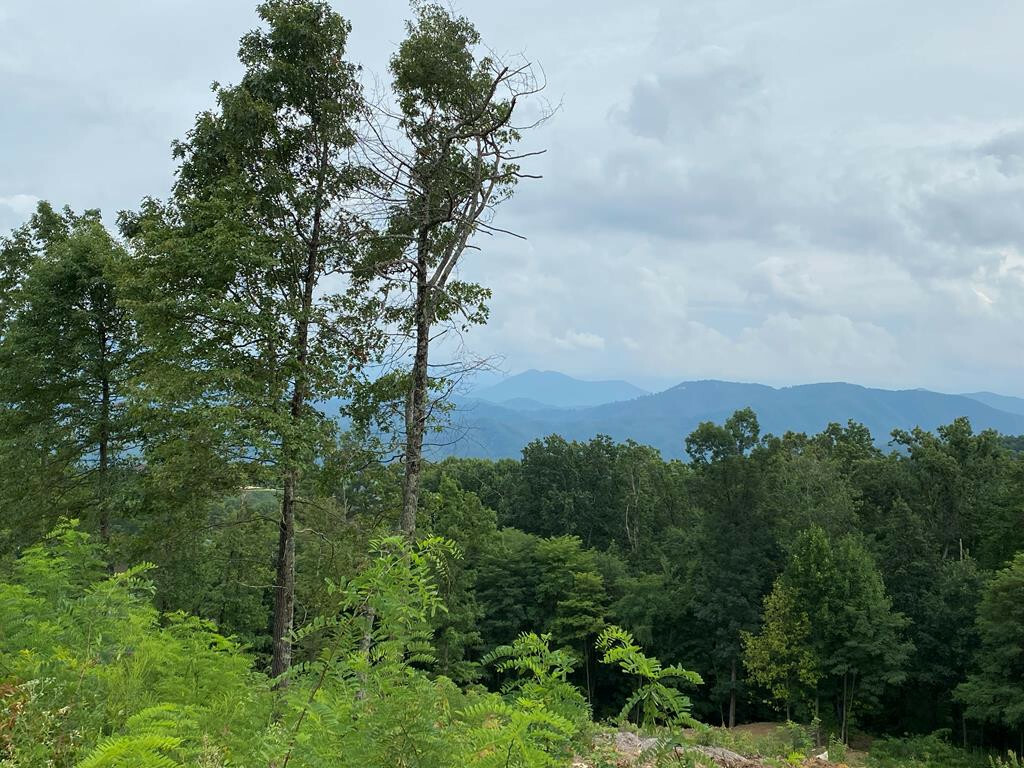 Property Photo: 164 Reedschoolhouse TN 37862