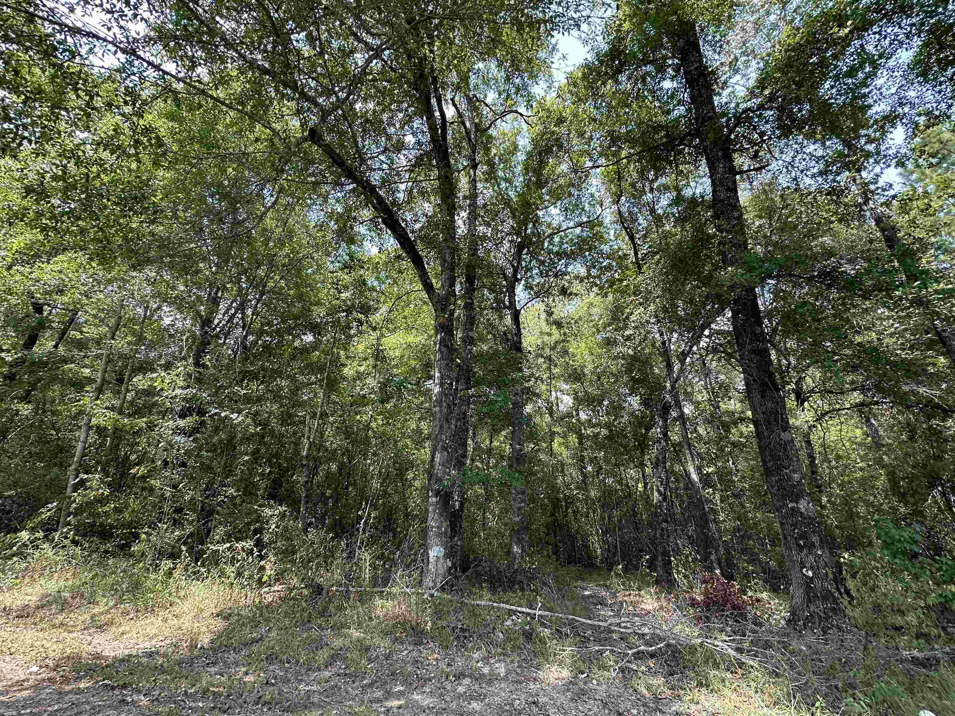 Property Photo:  Lot 3 Oleander  TX 77657 