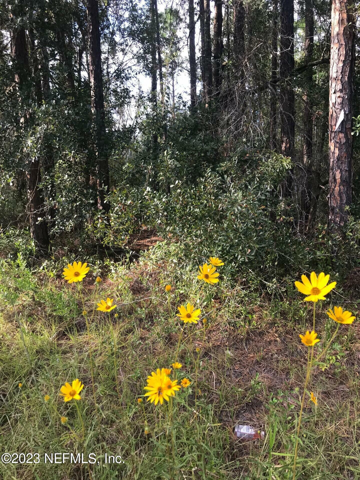 Lots 13&Amp14 Canine Street  Interlachen FL 32148 photo