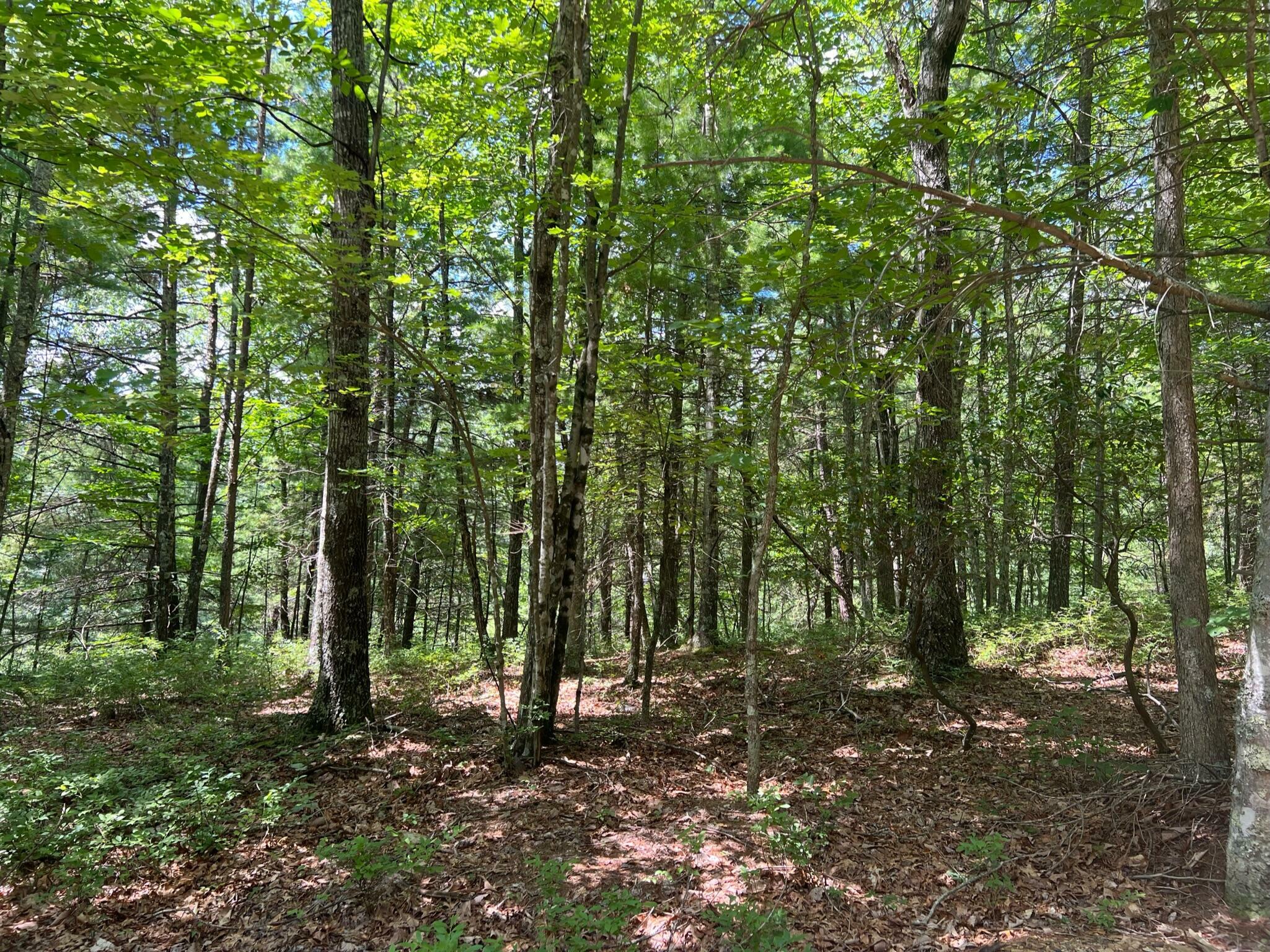 Property Photo:  Lot 37 Waiteville Rd  WV 24984 