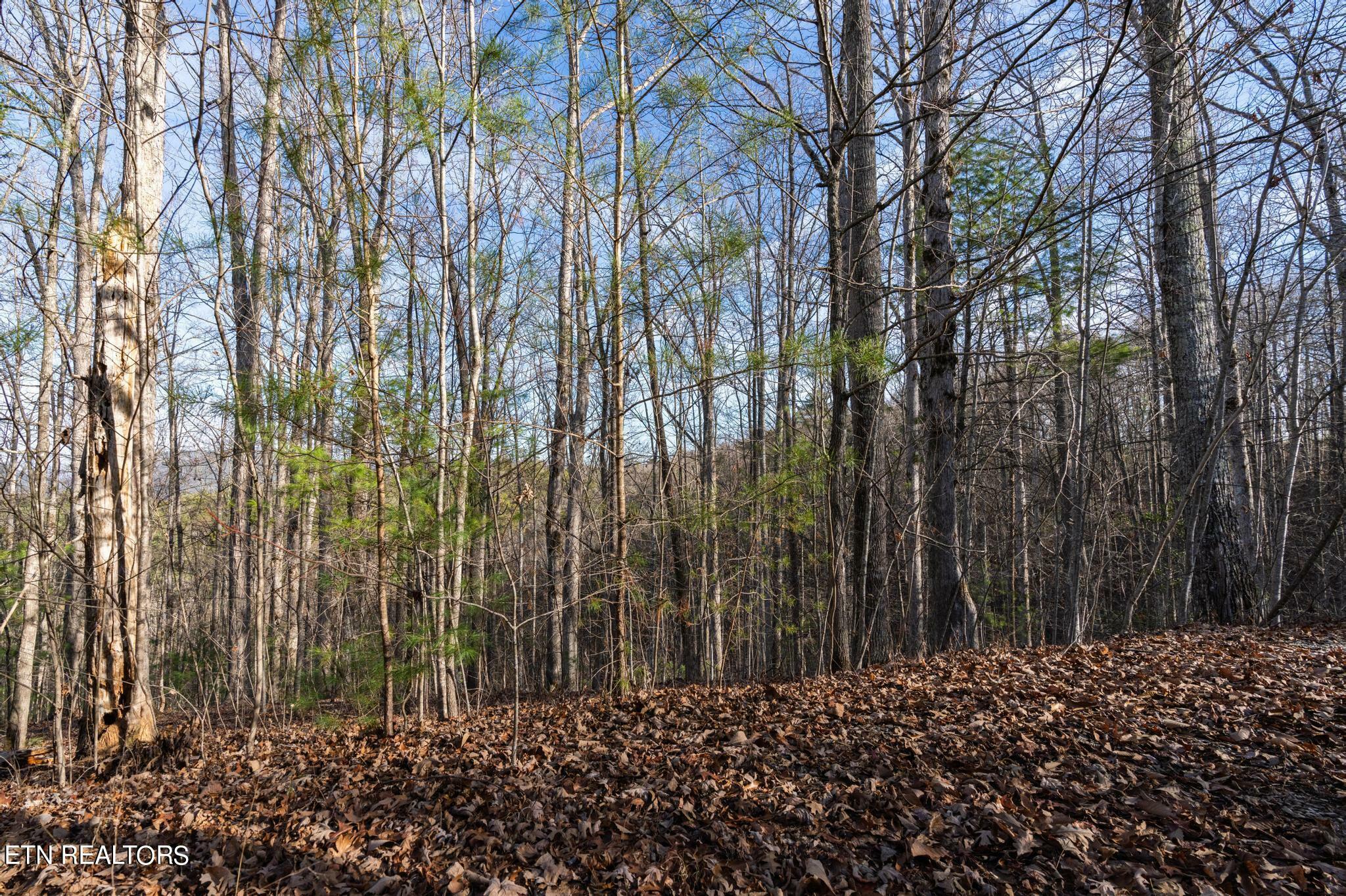 270 Fence Rail Gap Rd  Walland TN 37886 photo