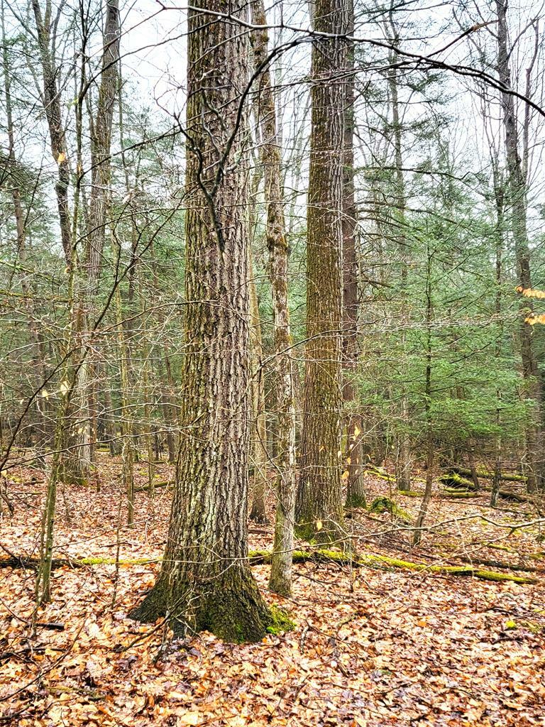 0 Sugar Hill Road  Beaver Dams NY 14812 photo