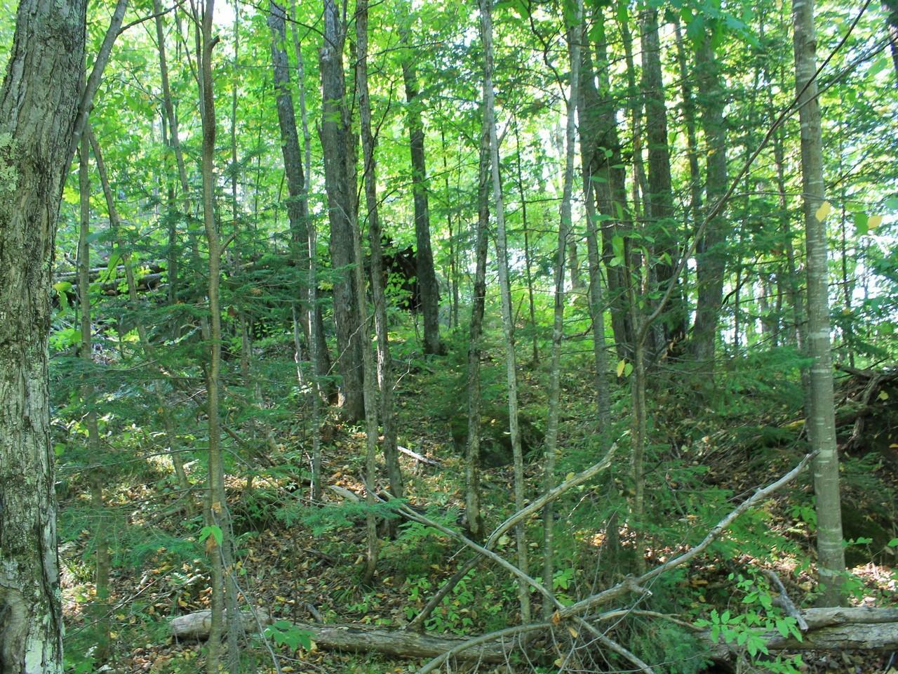 Property Photo:  Lot 35 Alpine Dr  WI 54565 