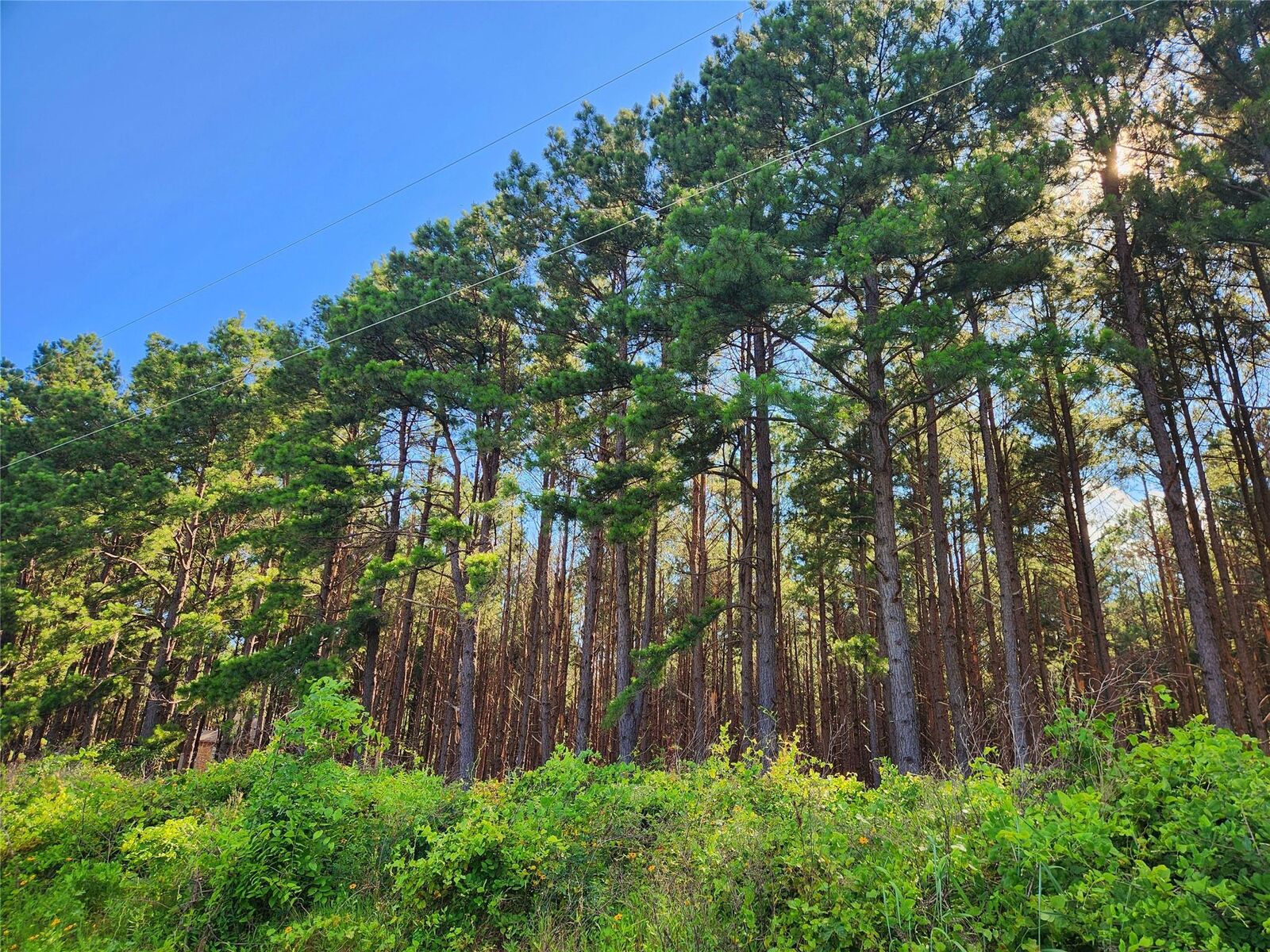 Property Photo: Lot 459 Cr-4712 TX 75770