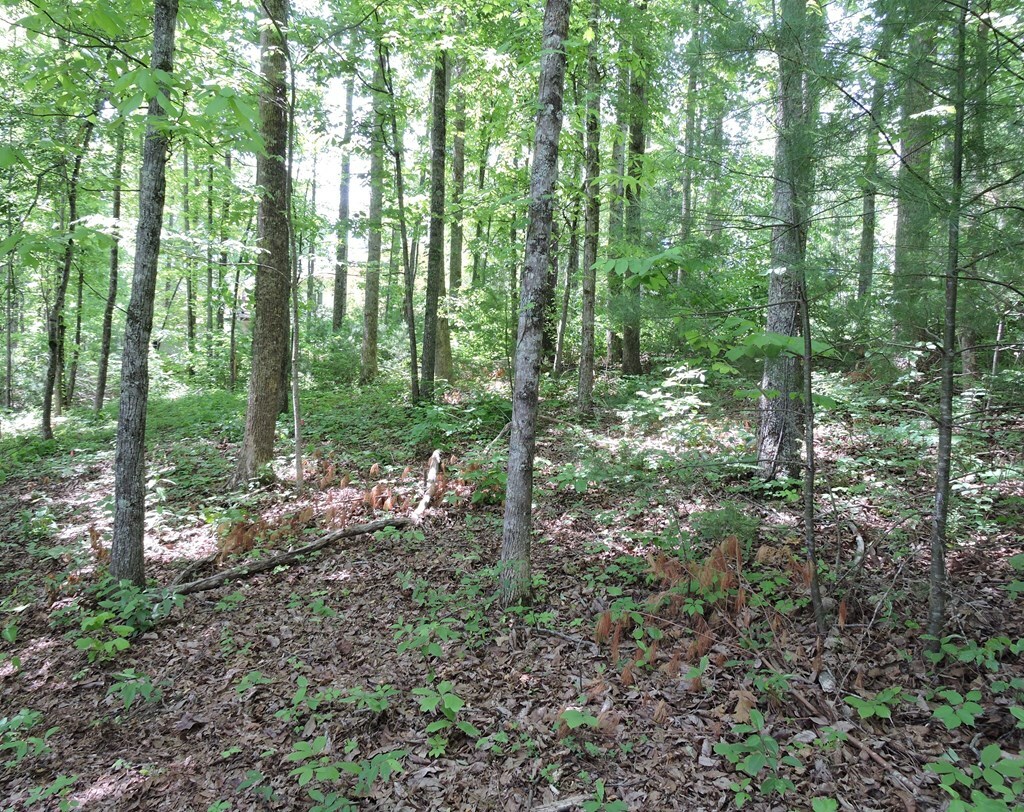 Property Photo:  00 Old Hwy 64E  NC 28904 