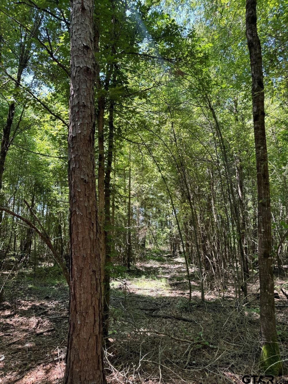 Property Photo:  Tbd Cr 4335  TX 75555 