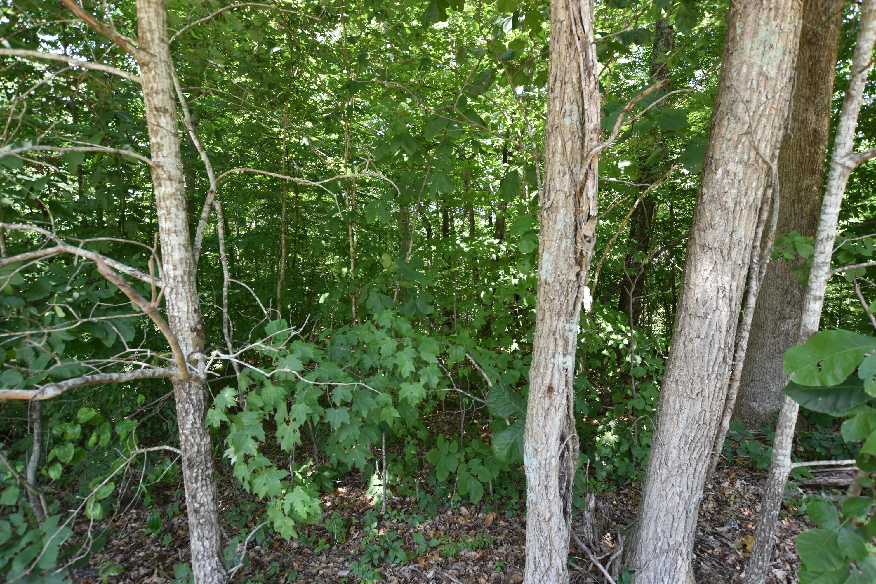 Property Photo:  00 Hester Ridge  KY 41093 