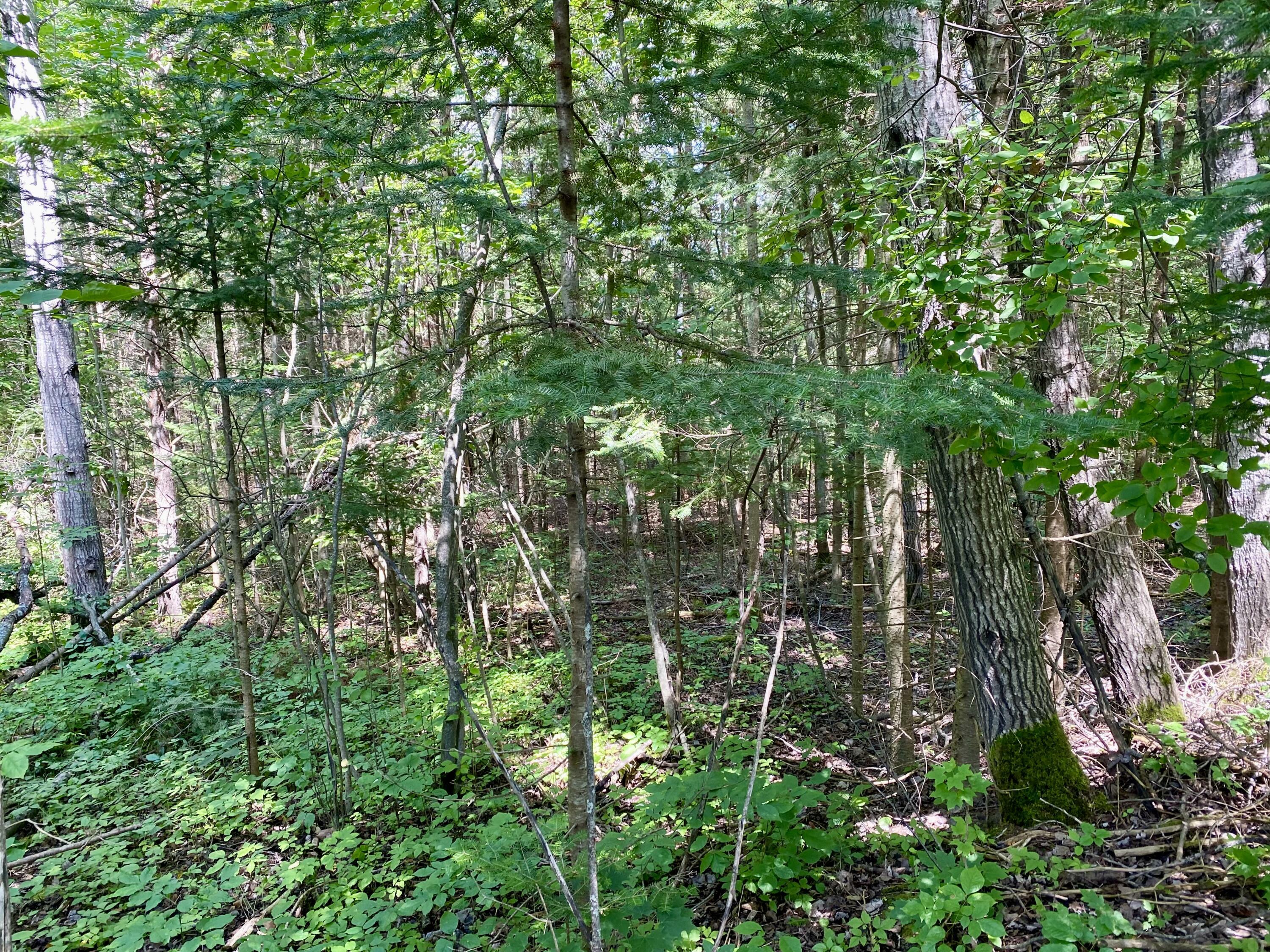 Property Photo:  Zolner Road 37 Acres  MI 49721 