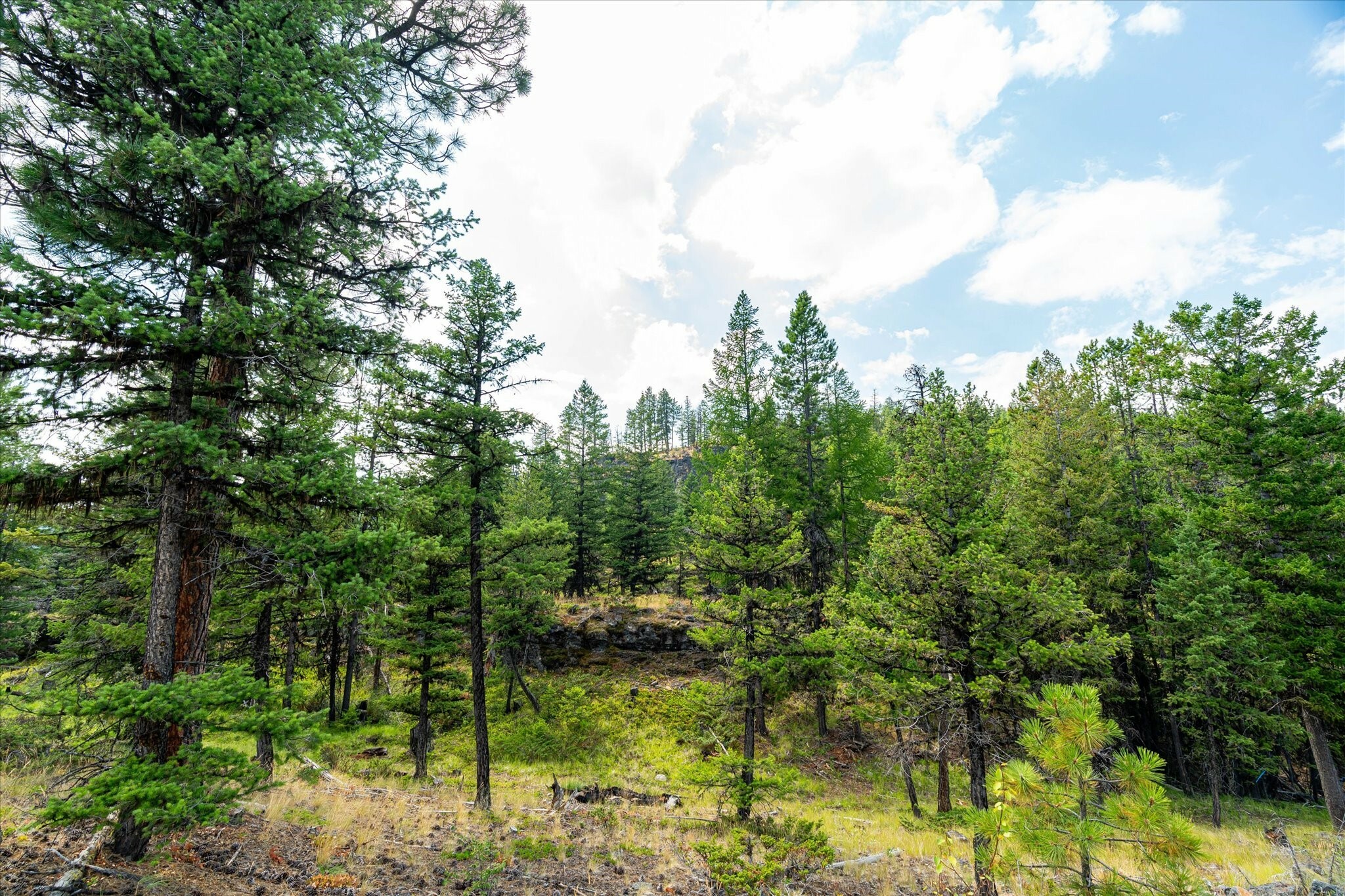 Property Photo:  748 Lodgepole Drive  MT 59925 