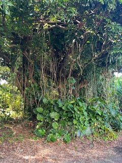 Property Photo:  48-5180 Honokaa  Waipio Rd  HI 96727 