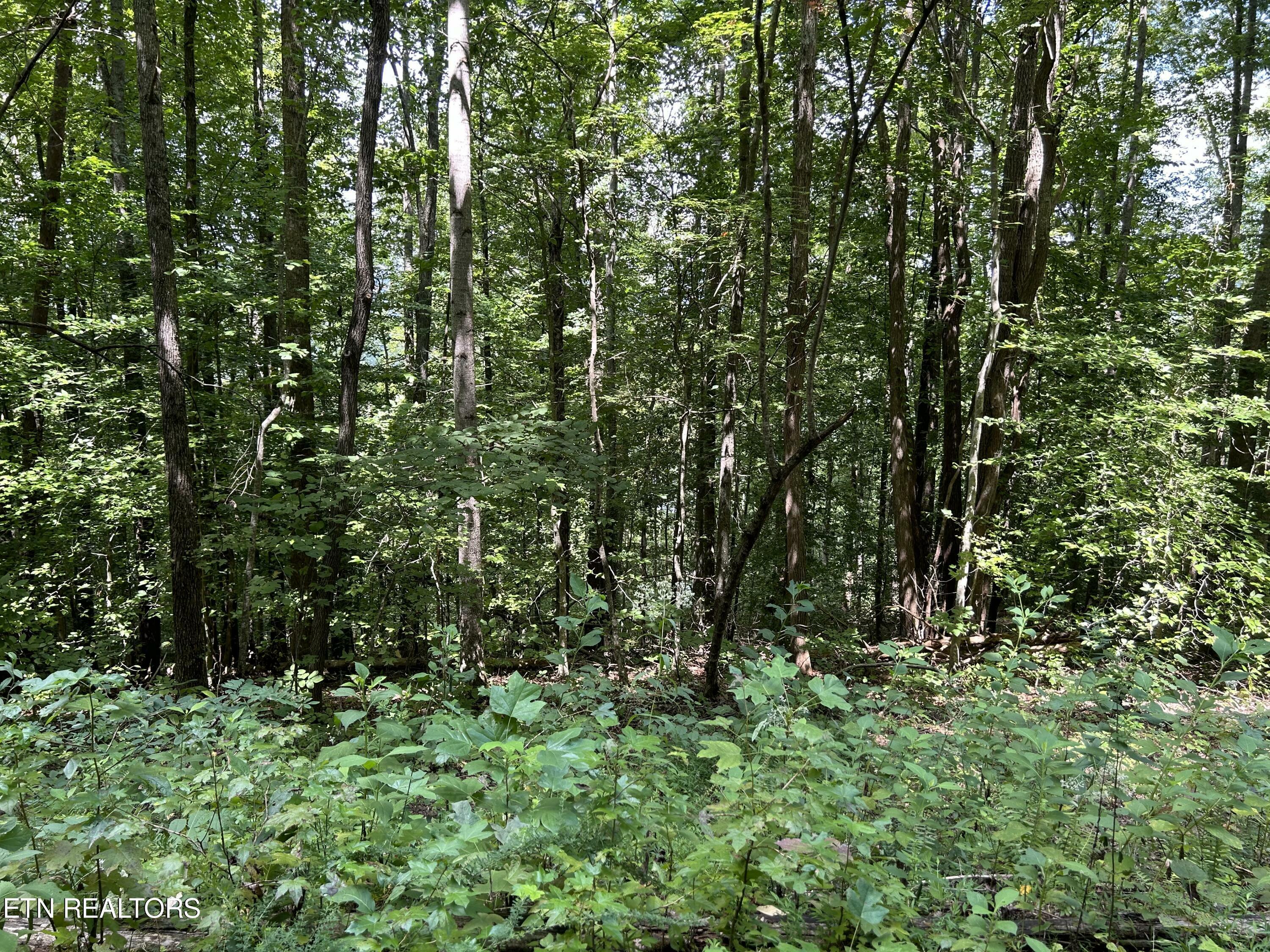 Property Photo:  Pearl Ln Lot 25&5 Lane  TN 37807 