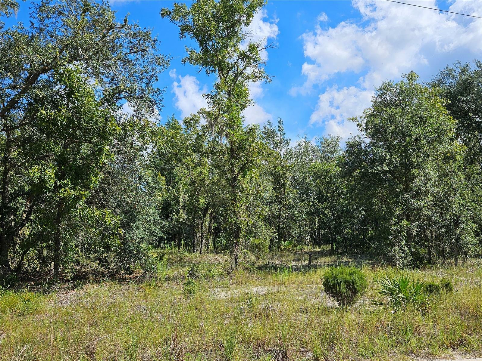 Property Photo:  0 NE 61st Lane  FL 32696 