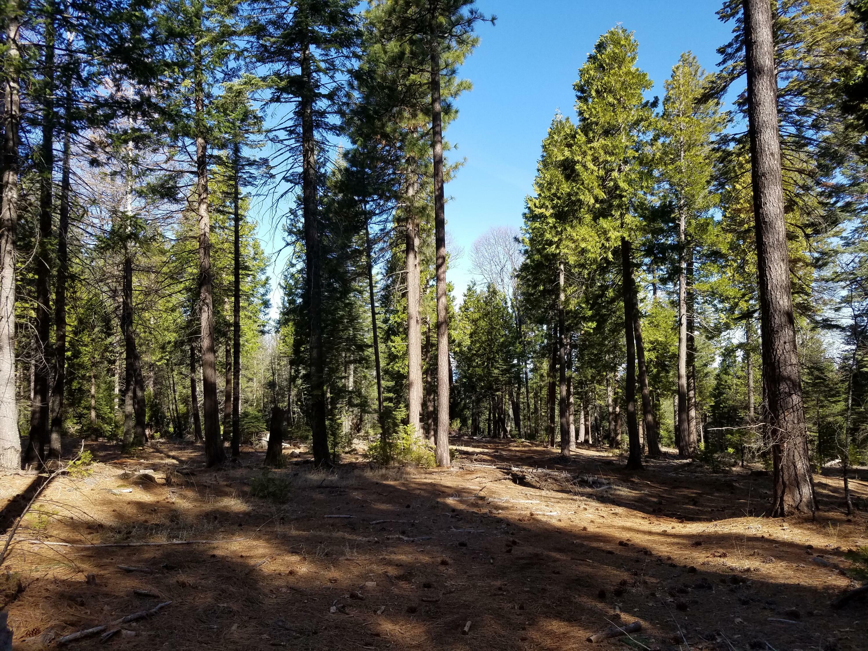 Property Photo:  Lot 32 Shingle Glen Trail  CA 96088 