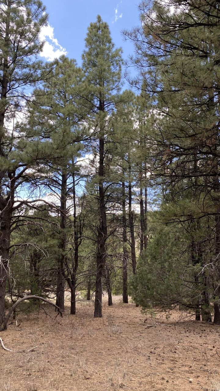 Property Photo:  14 N Royal Drive  UT 84762 