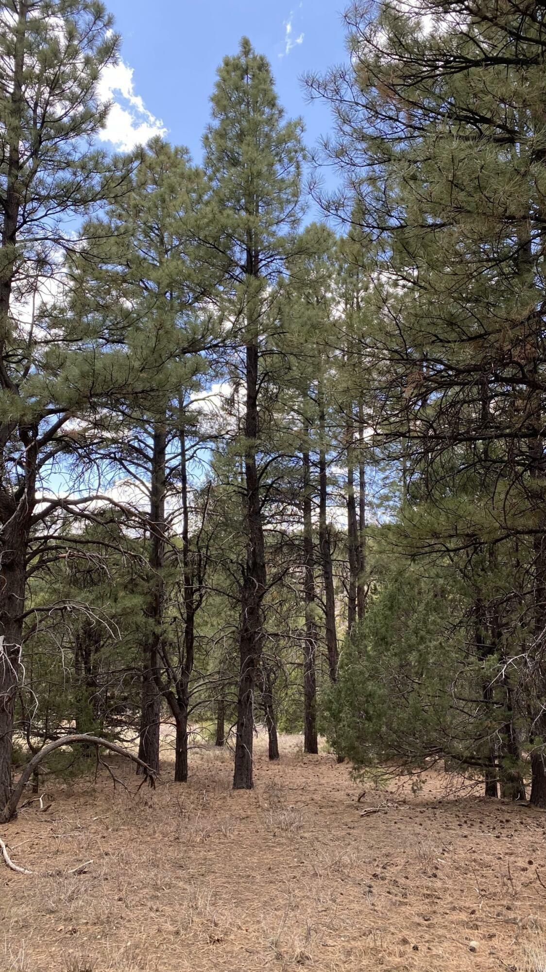 Property Photo: 14 N Royal Drive UT 84762