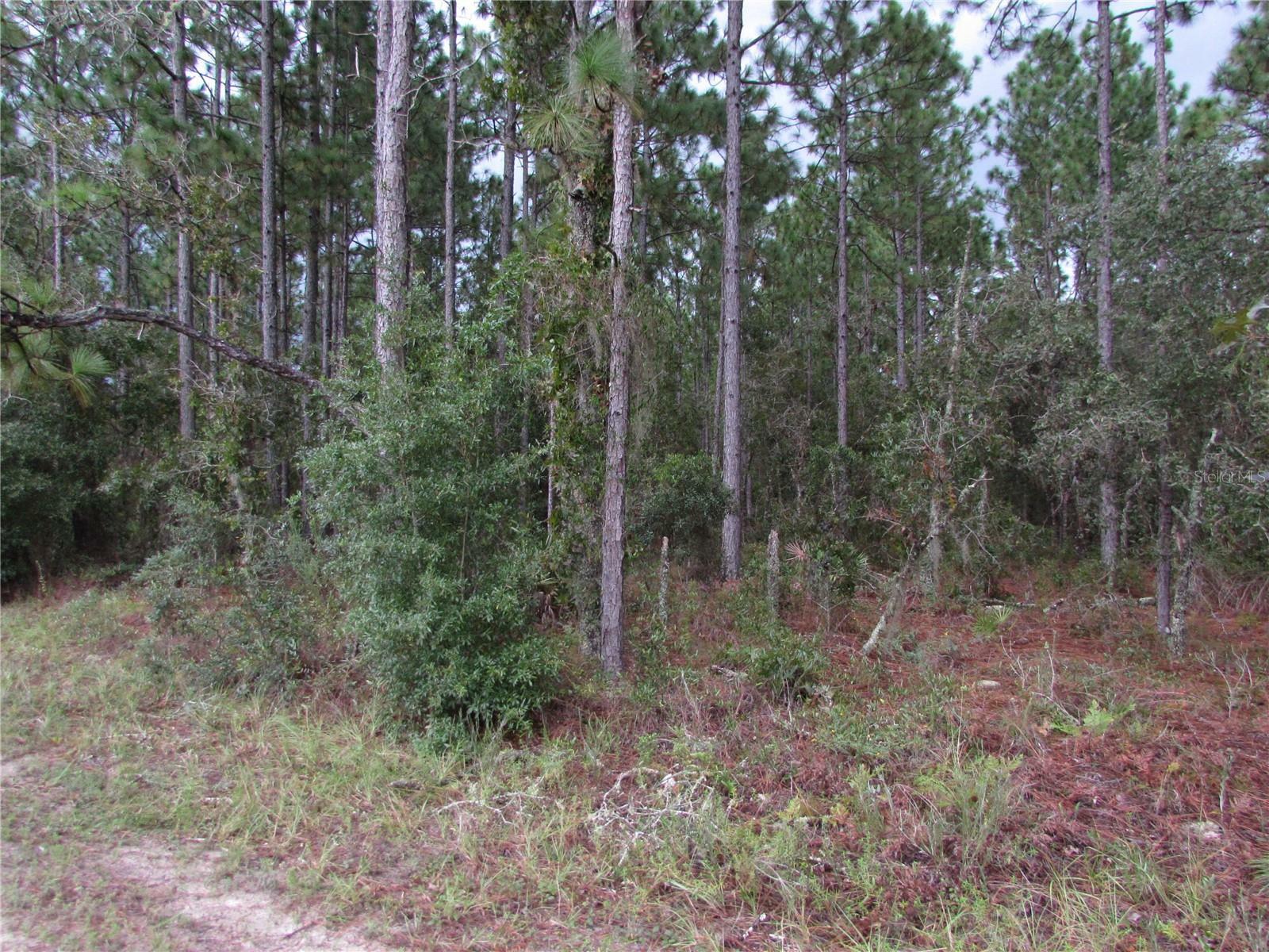 Lot 11 SW 96th Lane  Dunnellon FL 34432 photo