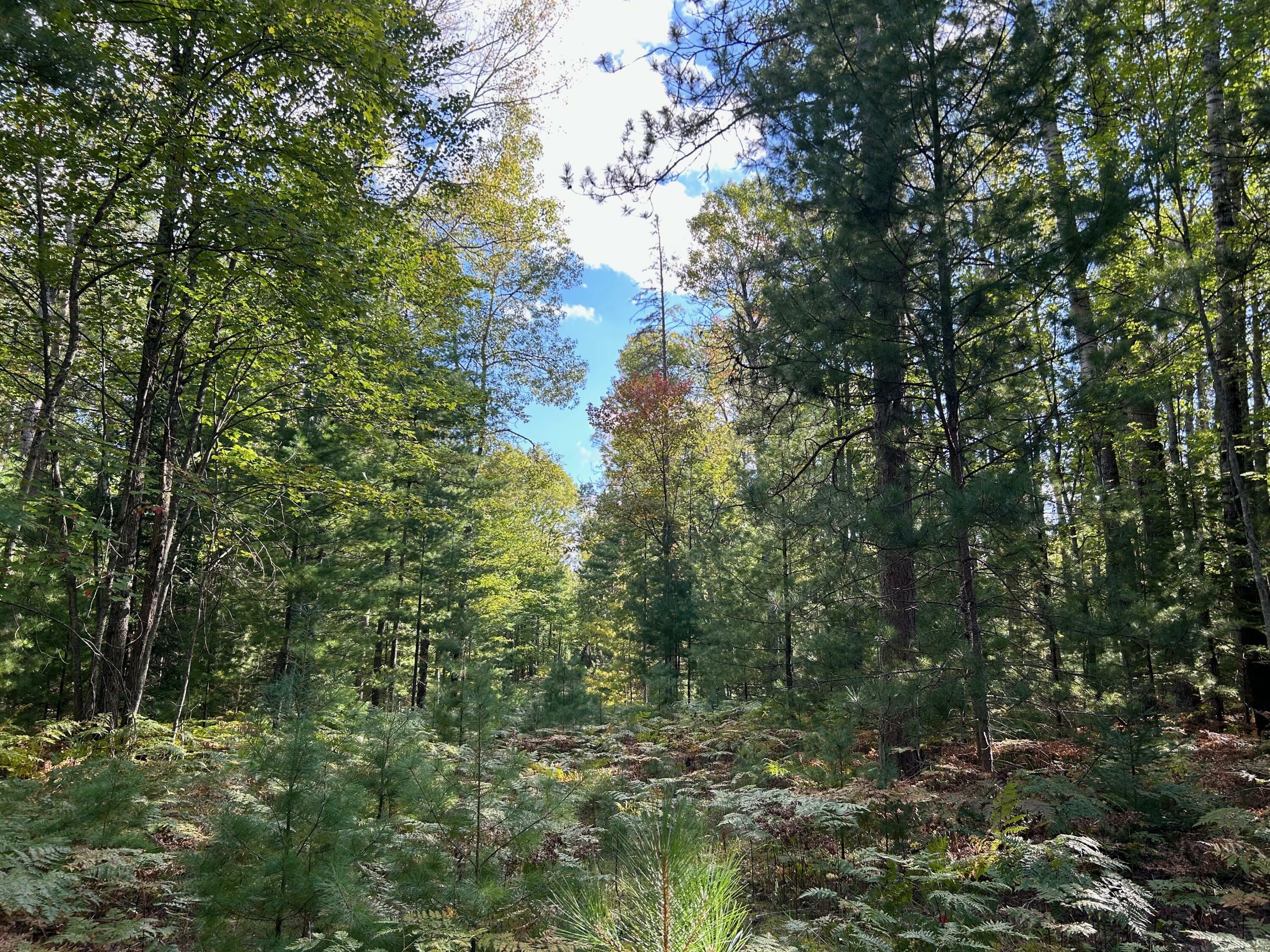 Property Photo:  15149 Wildlife Trail  MI 49799 