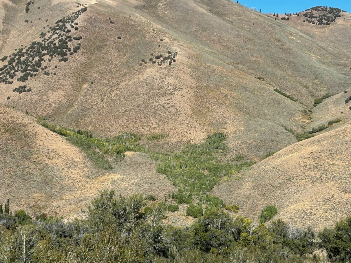 Property Photo:  Wild Cat Road Road  NV 89835 