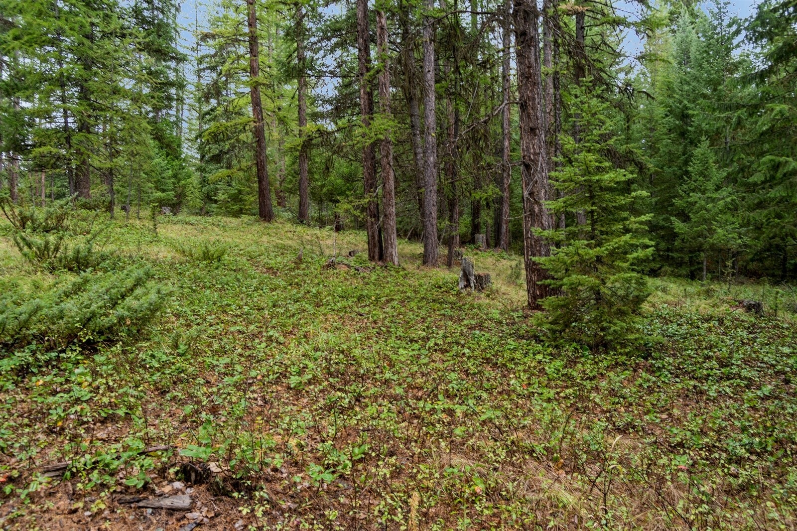 Property Photo:  Nhn Bear Trap Road  MT 59930 