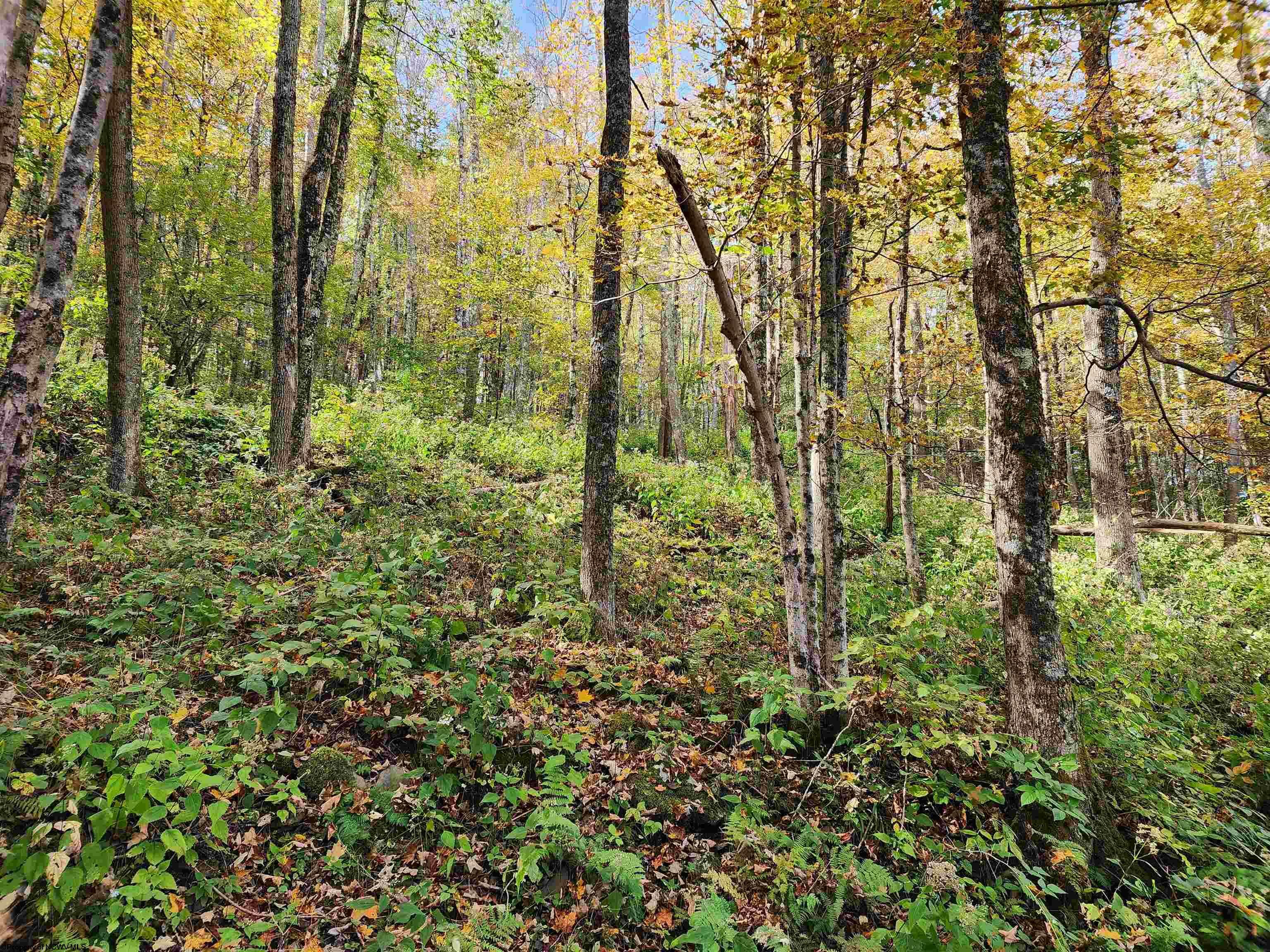 Lot 39 Rocky Road  Harman WV 26270 photo