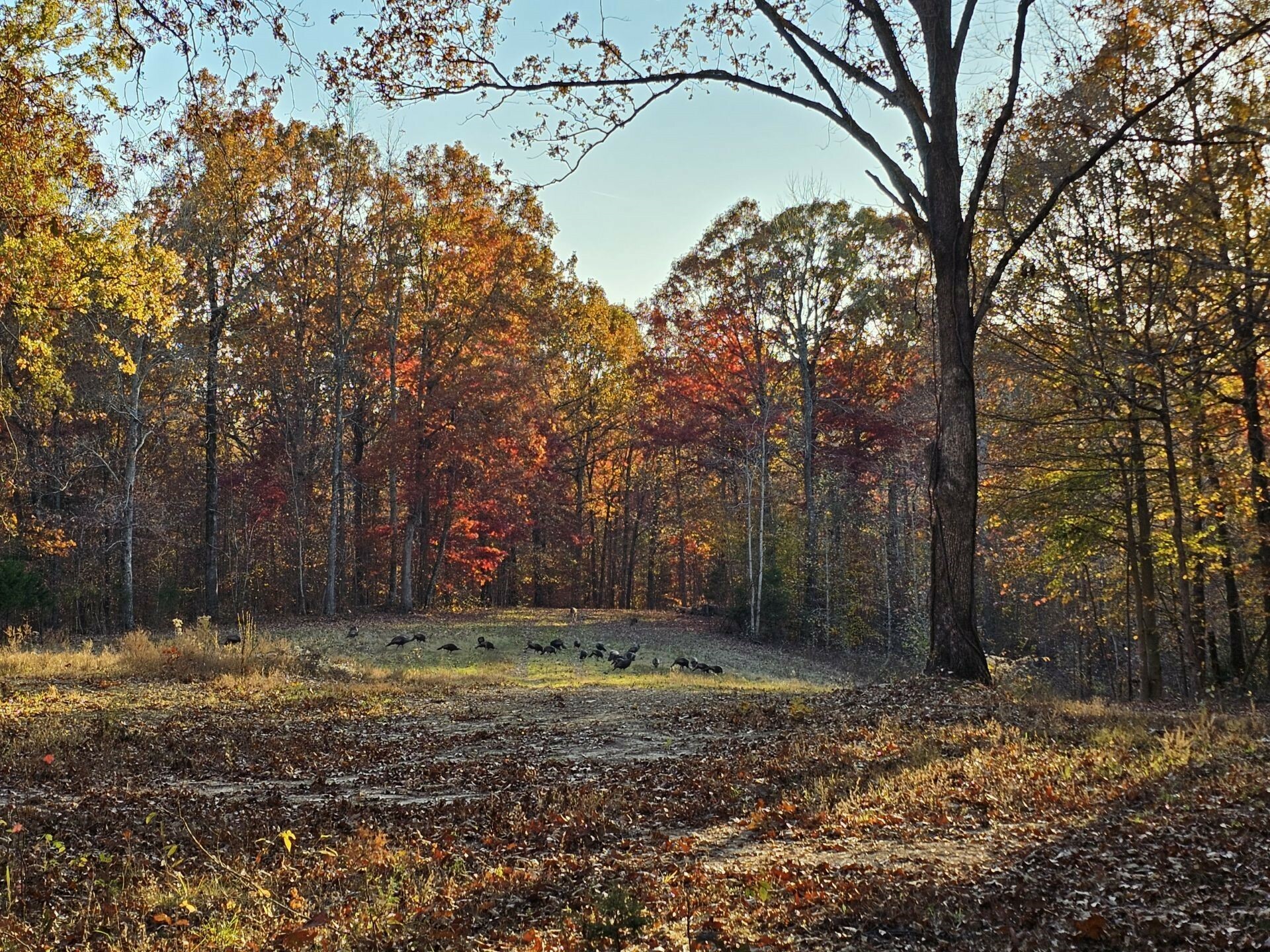 Property Photo:  0 Baggett Hollow  TN 37052 